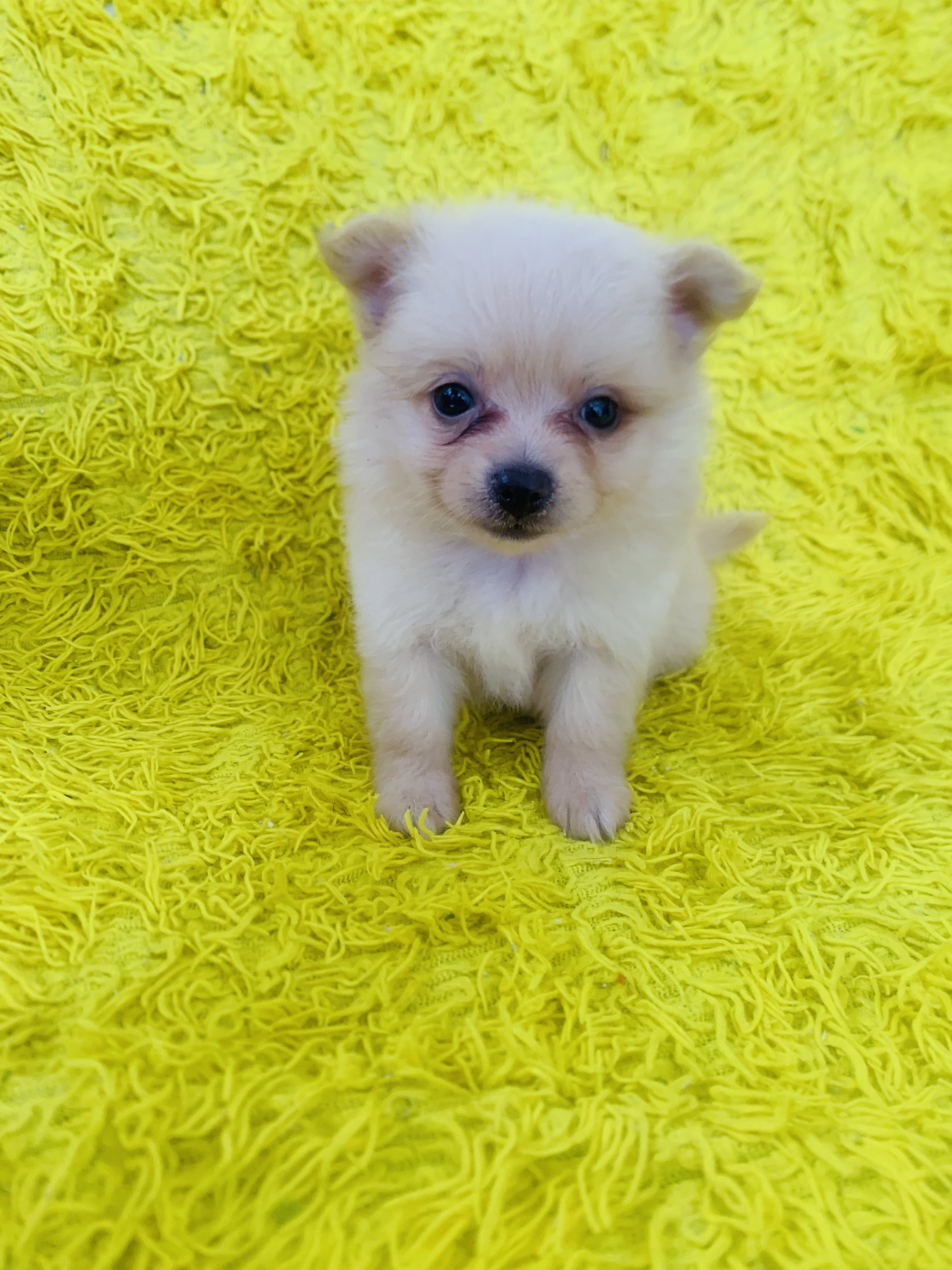animales y mascotas - Cachorro Pomerania macho 2