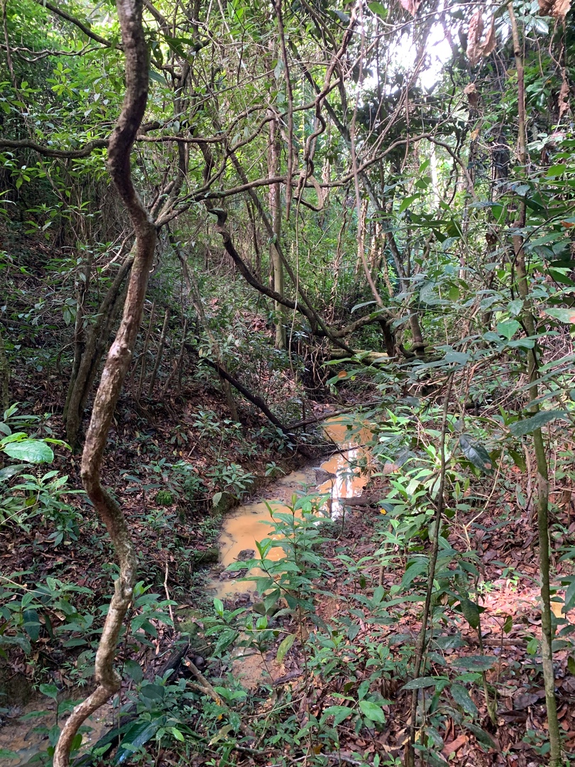 solares y terrenos - Finca de Coco de 121 tareas entre Samaná/El Limón y Las Terrenas  3