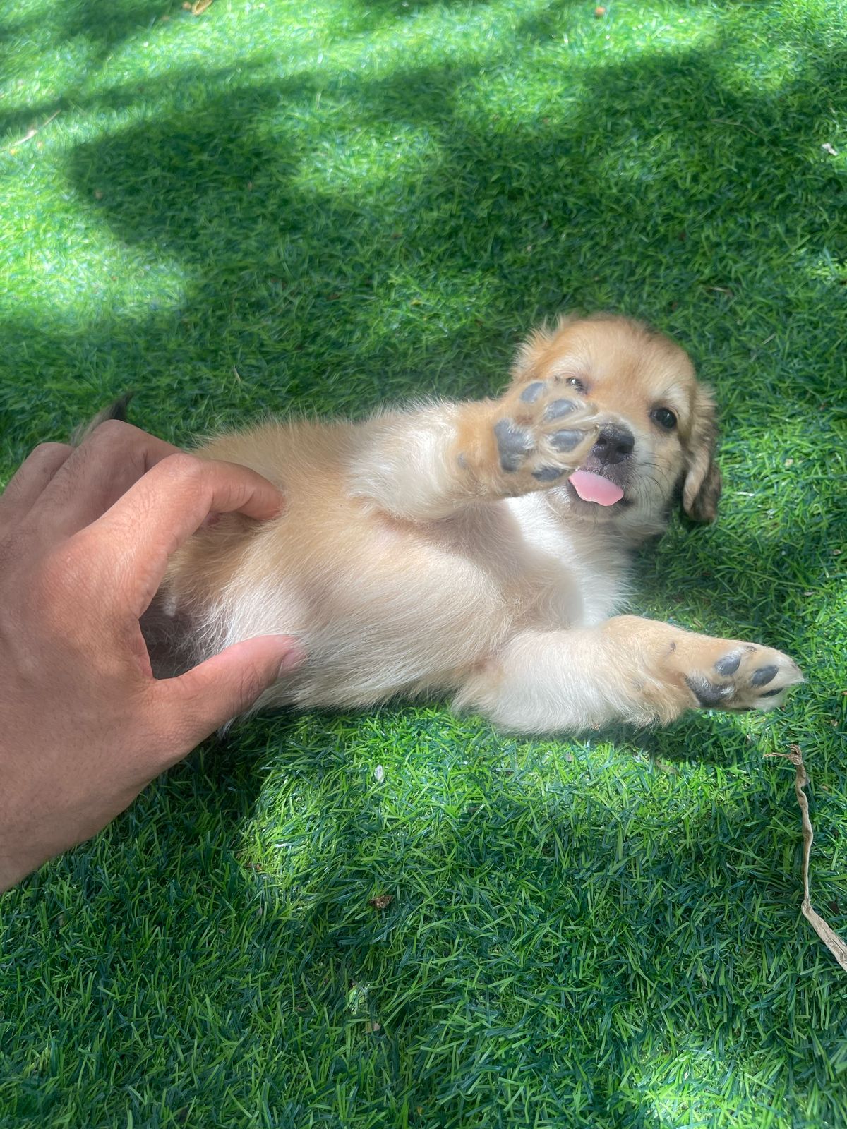 animales y mascotas - hermosos yorkipoo  nacidos 7 de marzo 2025 0