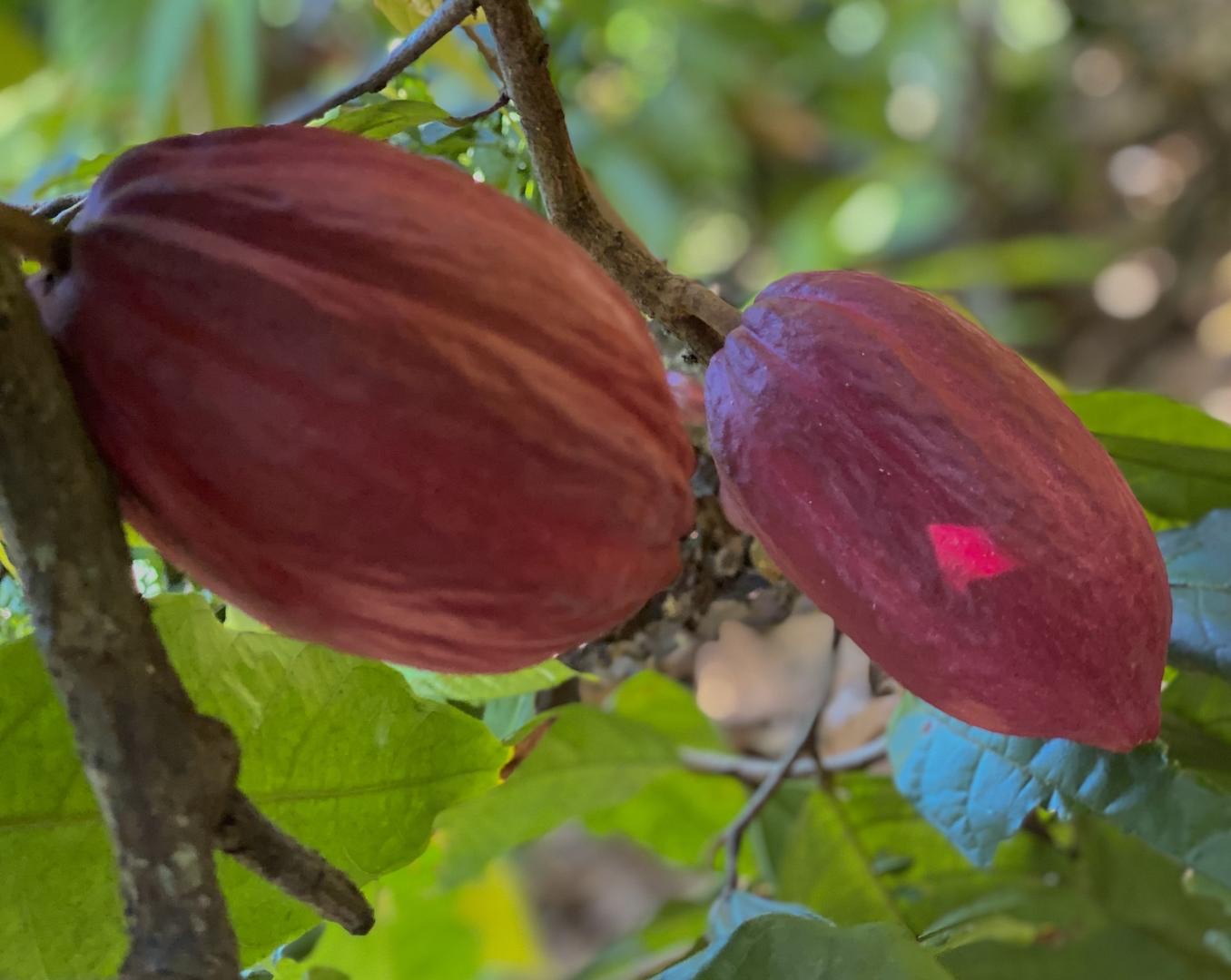 solares y terrenos - Finca Hacienda de Cacao  1
