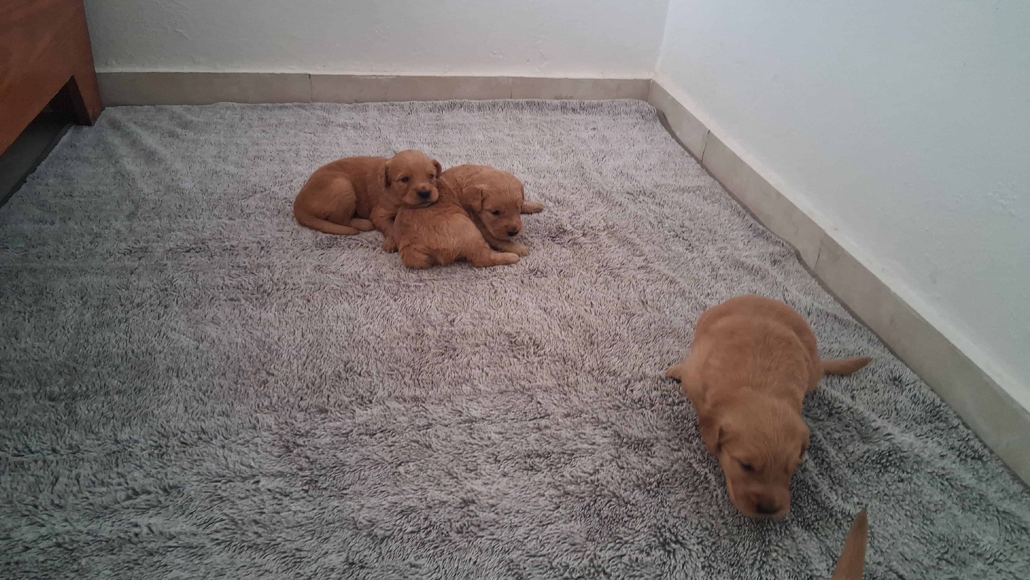 animales y mascotas - Lindos y tiernos camada de Golden Retriever que tus días estén llenos de ternura 7
