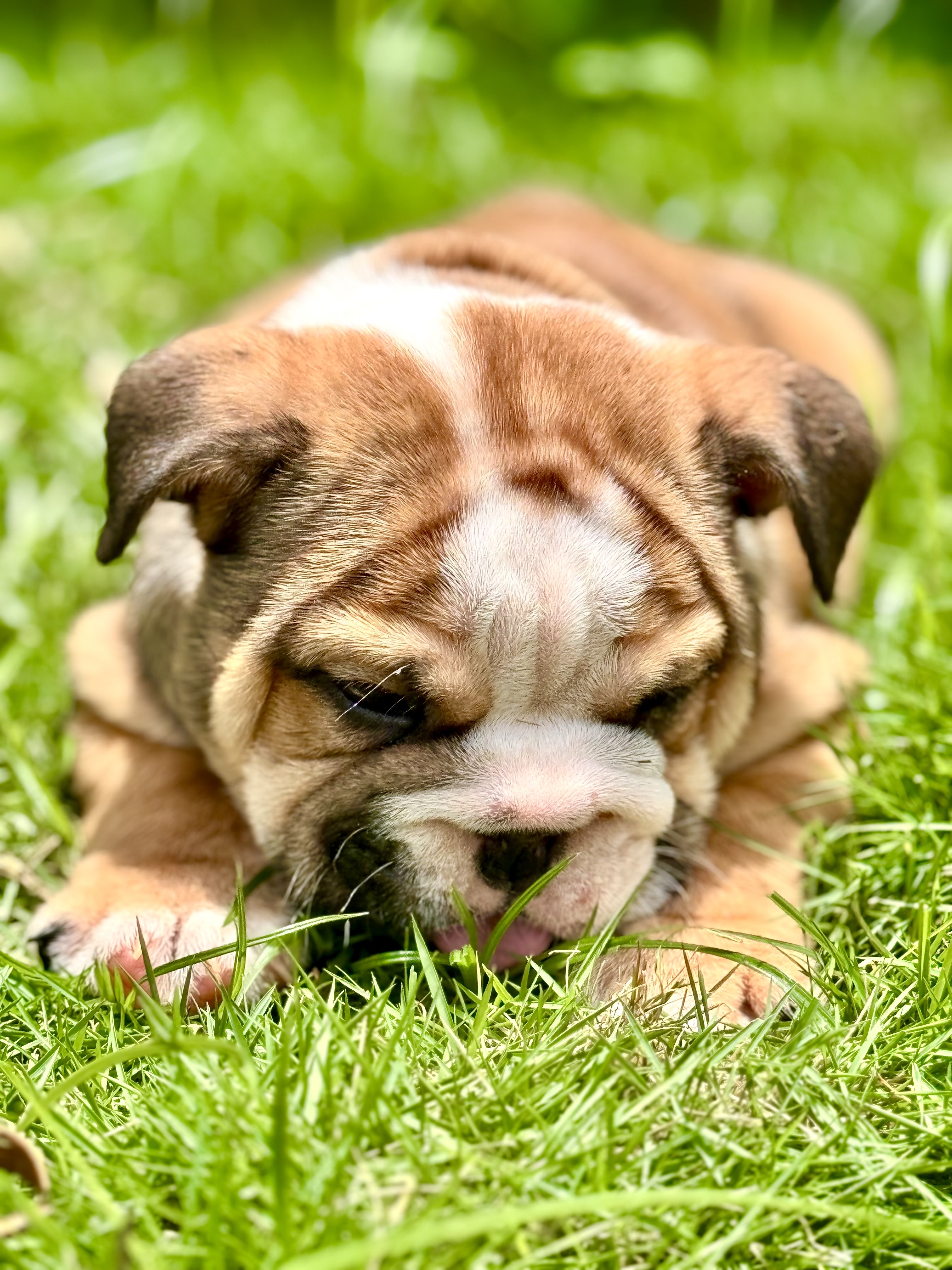 animales y mascotas - CACHORROS BULLDOG INGLES 1