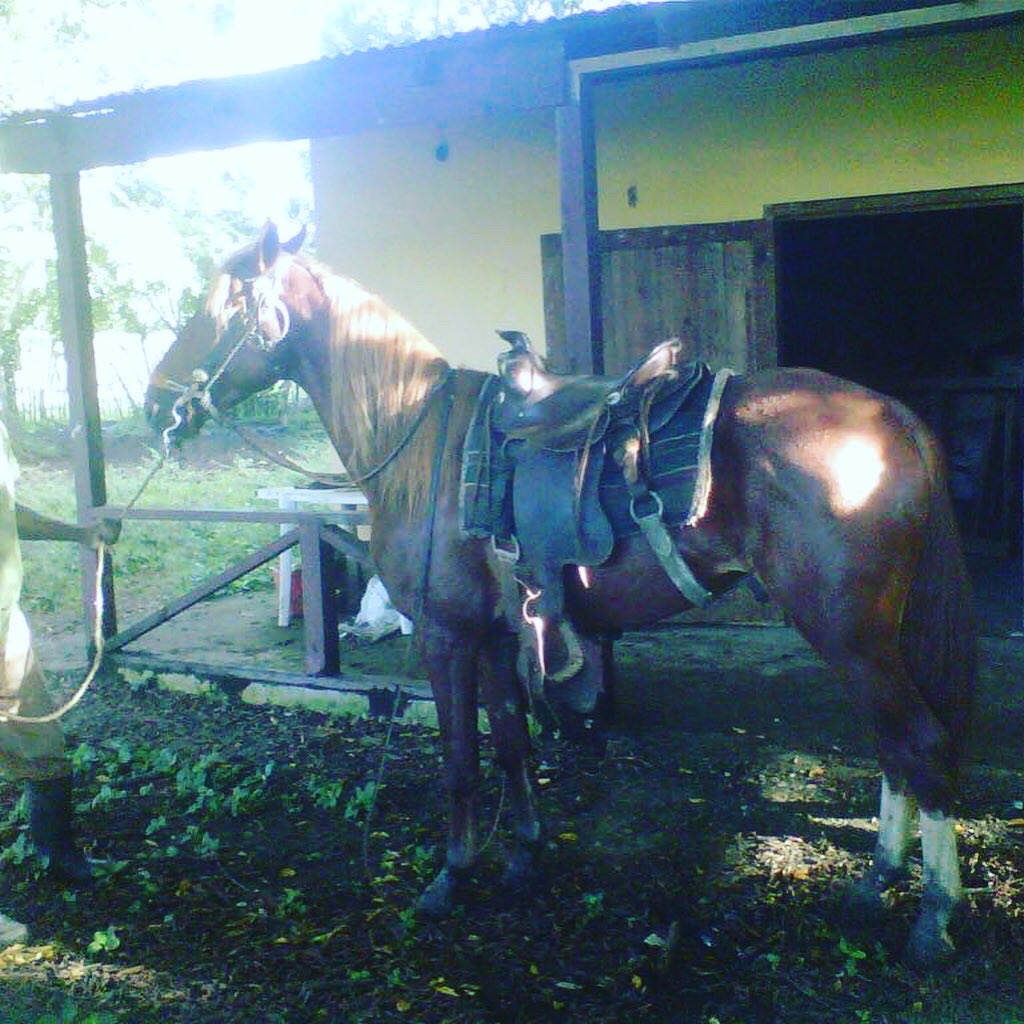 casas vacacionales y villas - Vendo finca en los llanos 1300 tareas  4