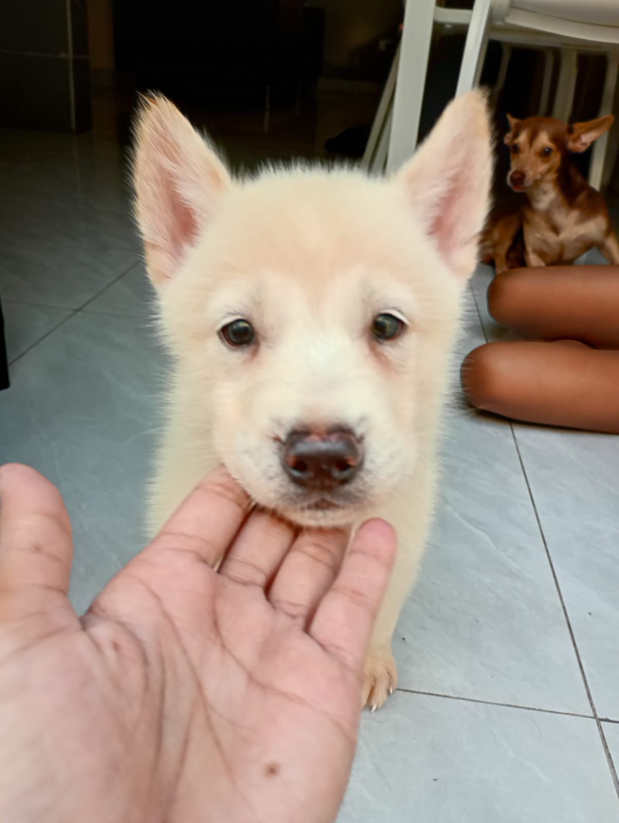 animales y mascotas - Cachorros Husky  12,000 2