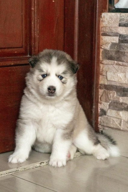 animales y mascotas - Husky siberiano  8
