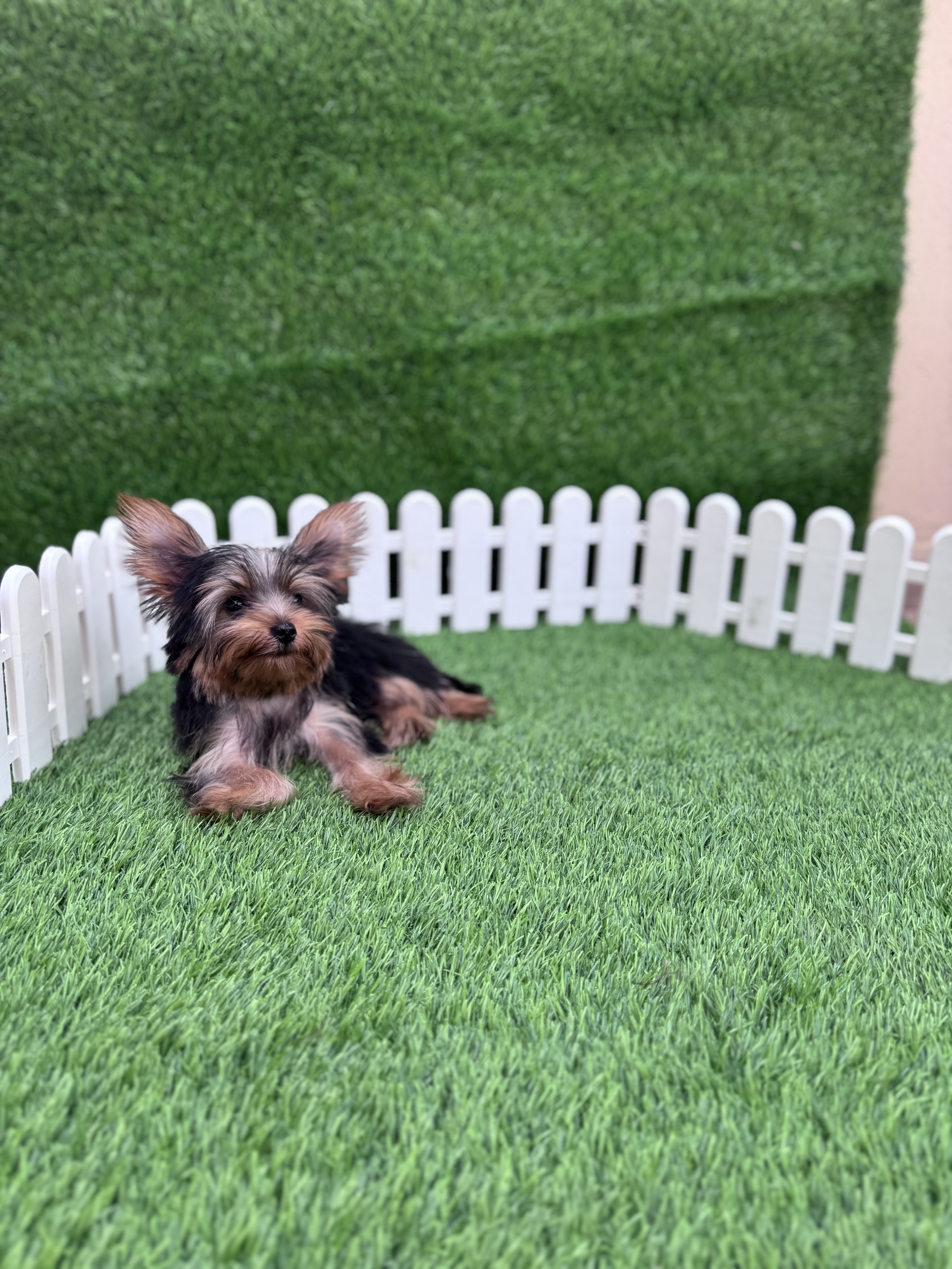animales y mascotas - Yorkshire terrier toy 1