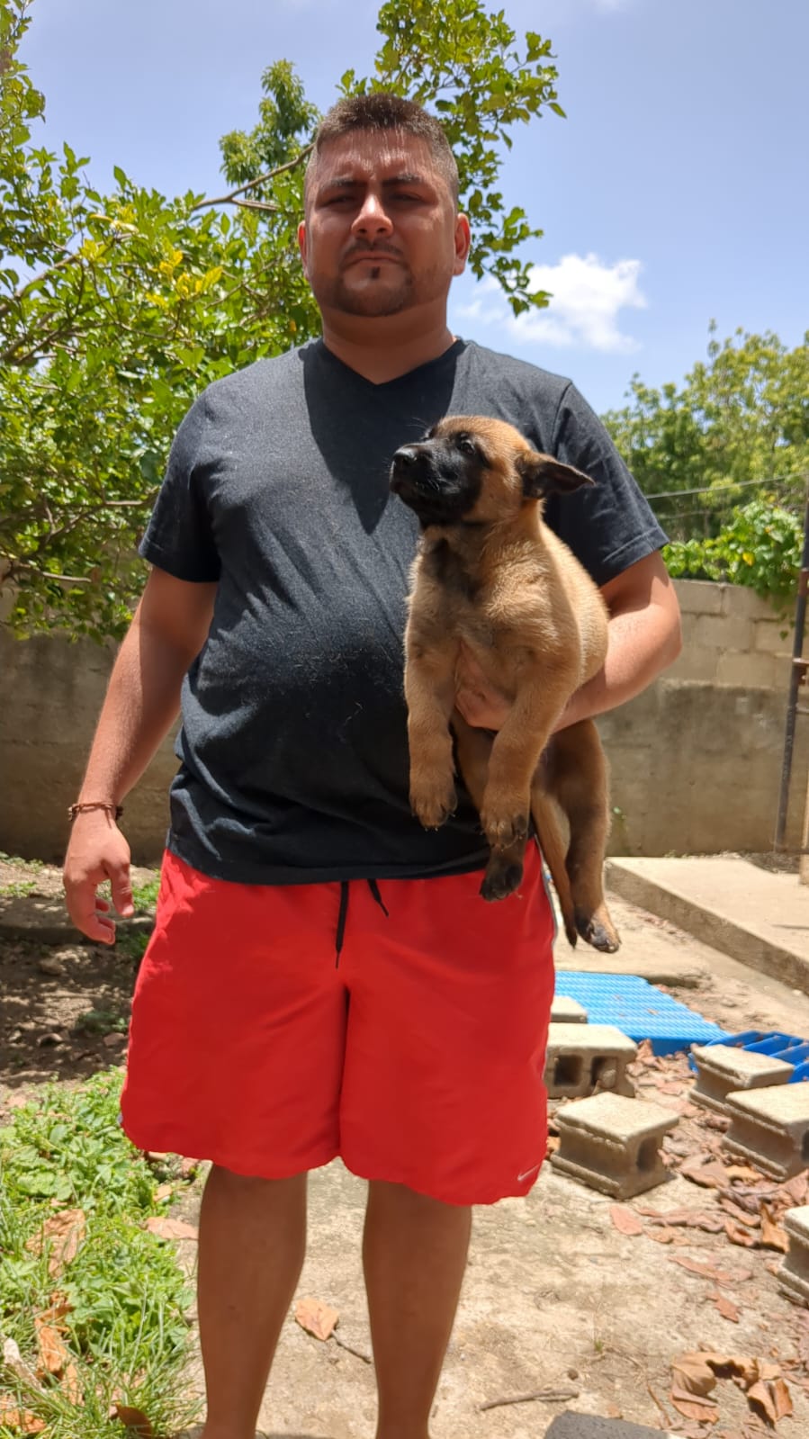 animales y mascotas - Pastores Belga Malinois  3