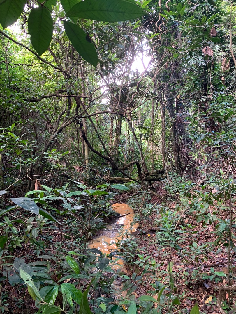 solares y terrenos - Finca de Coco de 121 tareas entre Samaná/El Limón y Las Terrenas  4