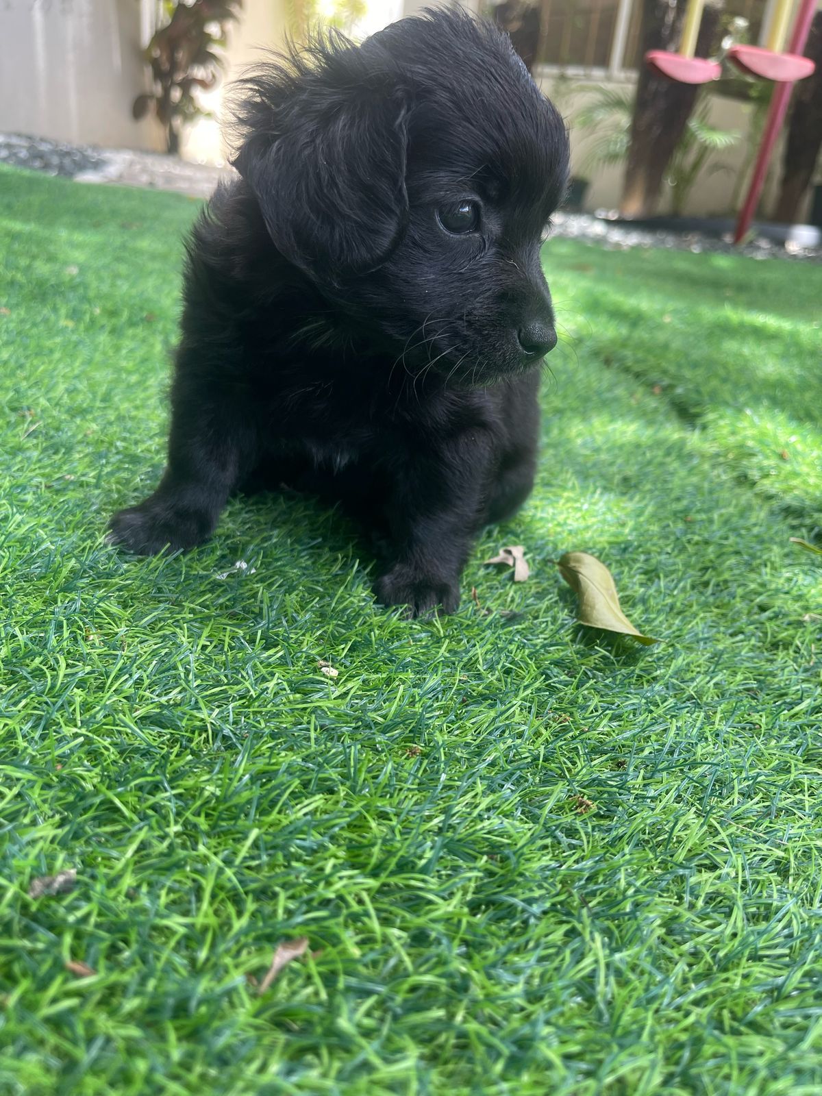 animales y mascotas - hermosos yorkipoo  nacidos 7 de marzo 2025 1