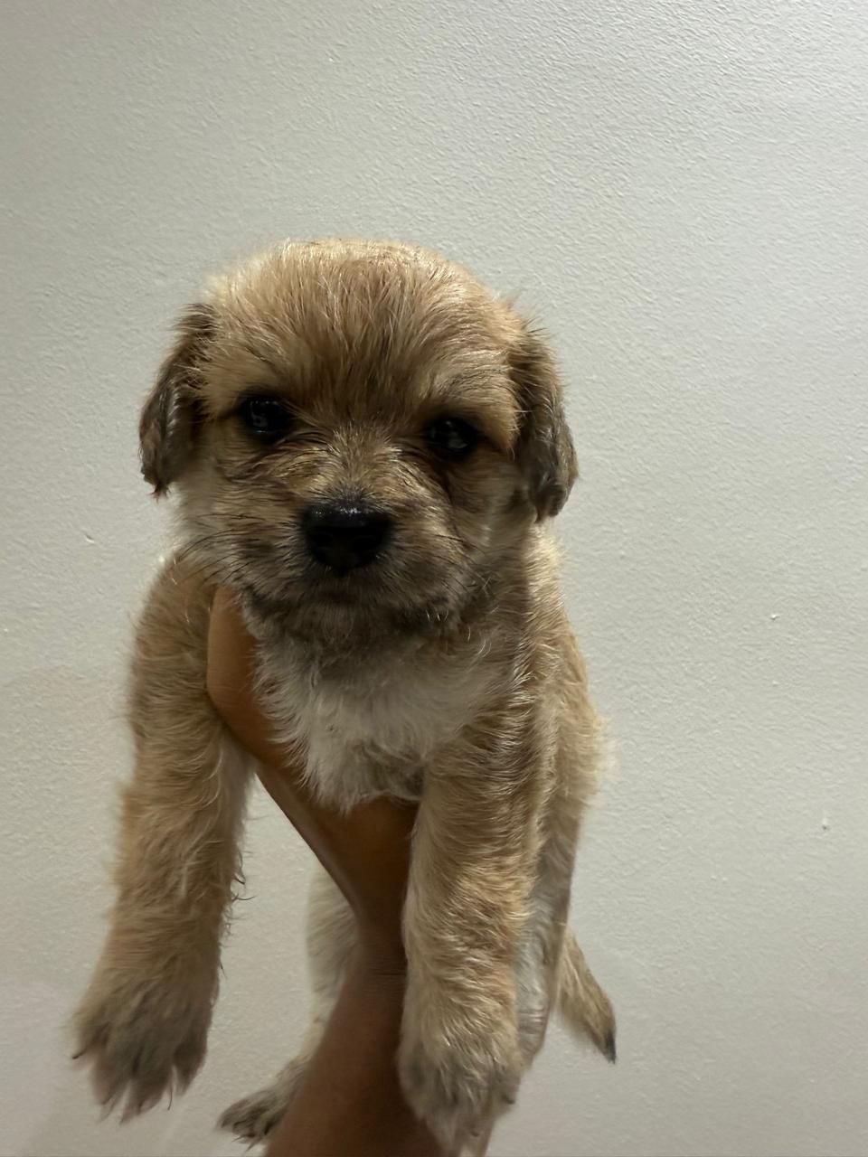animales y mascotas - cachorro Maltipoo 0