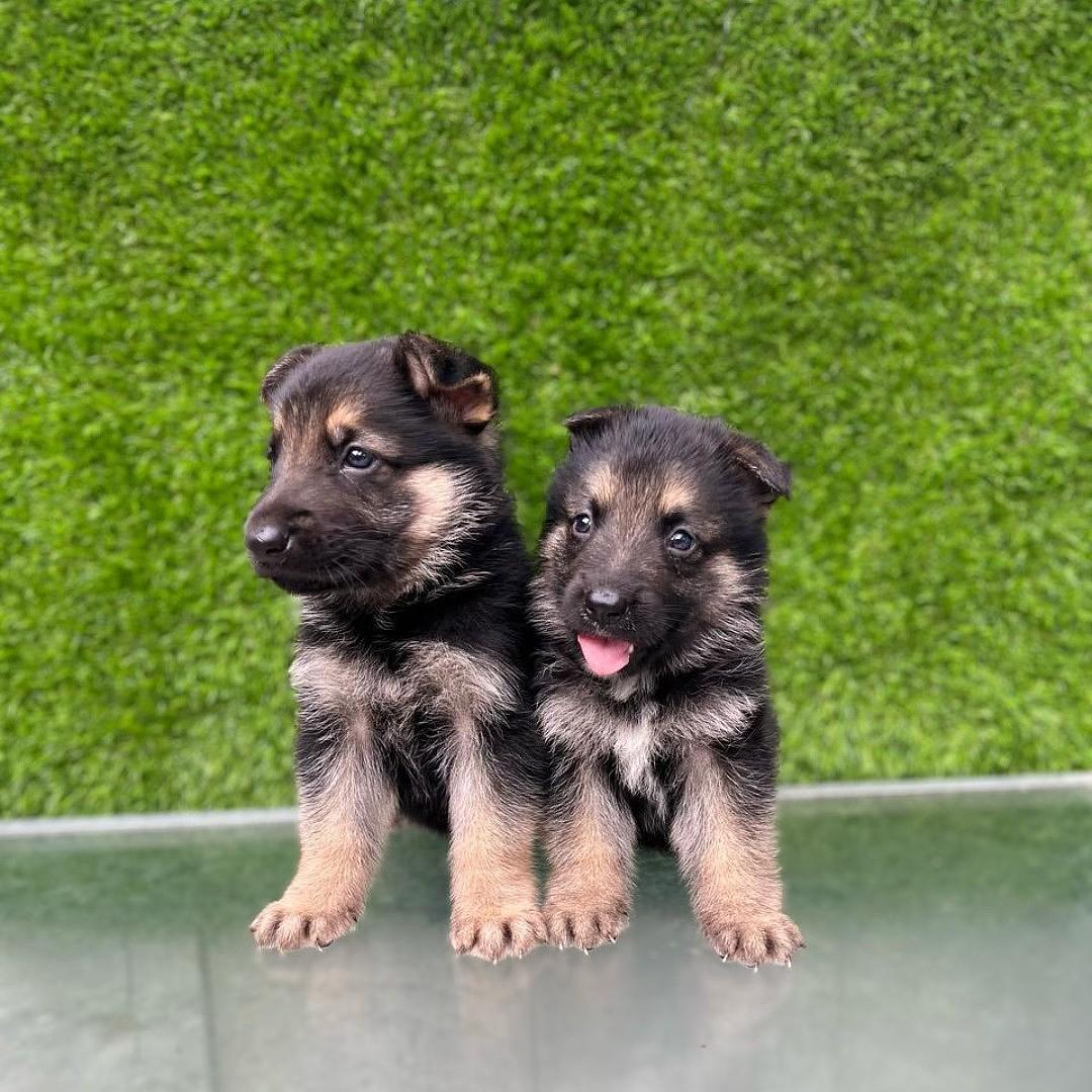 animales y mascotas - pastor alemán disponible 
