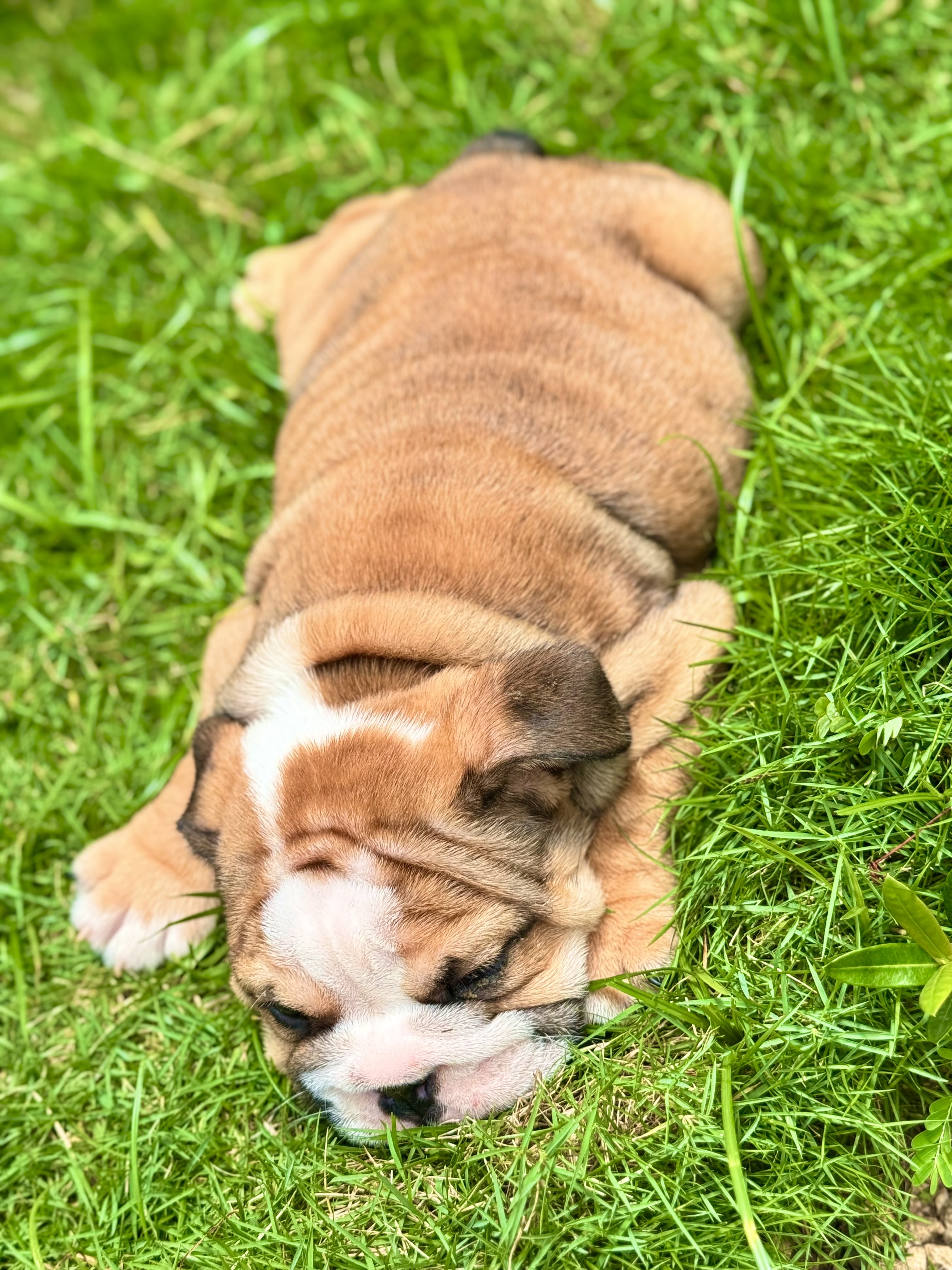 animales y mascotas - CACHORROS BULLDOG INGLES 2