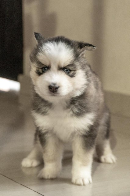 animales y mascotas - Husky siberiano  9