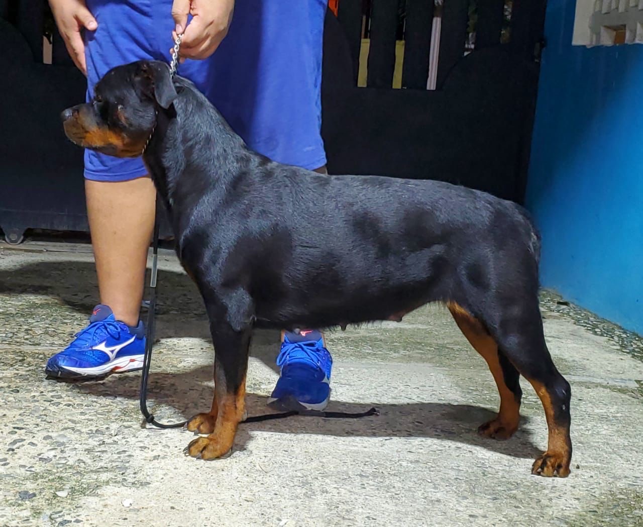 animales y mascotas - rottweiler 0