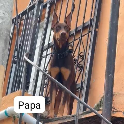 animales y mascotas - Cachorros Doberman  3