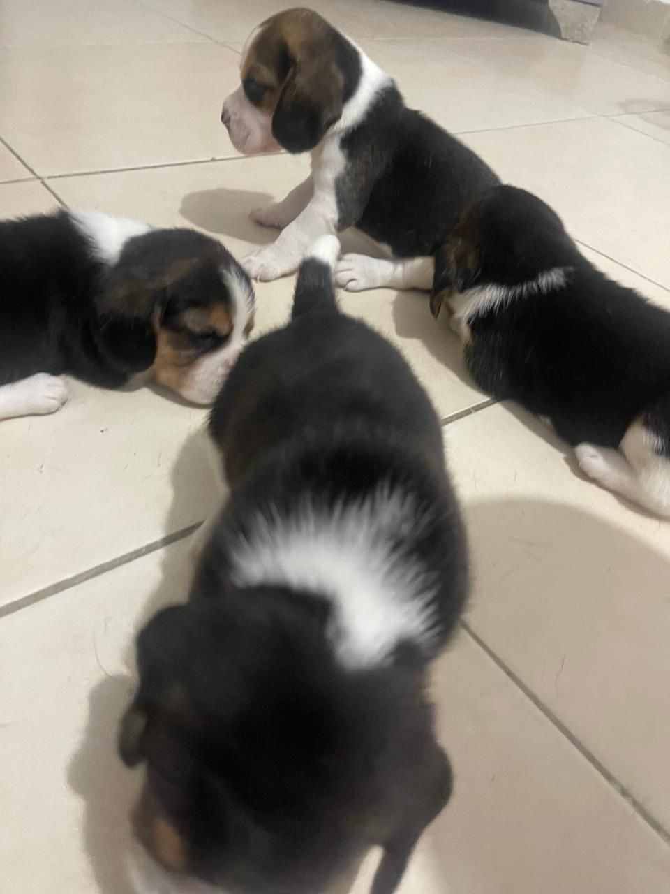 animales y mascotas - OFERTA CACHORRO BEAGLE AMBOS SEXO EN SANTO DOMINGO