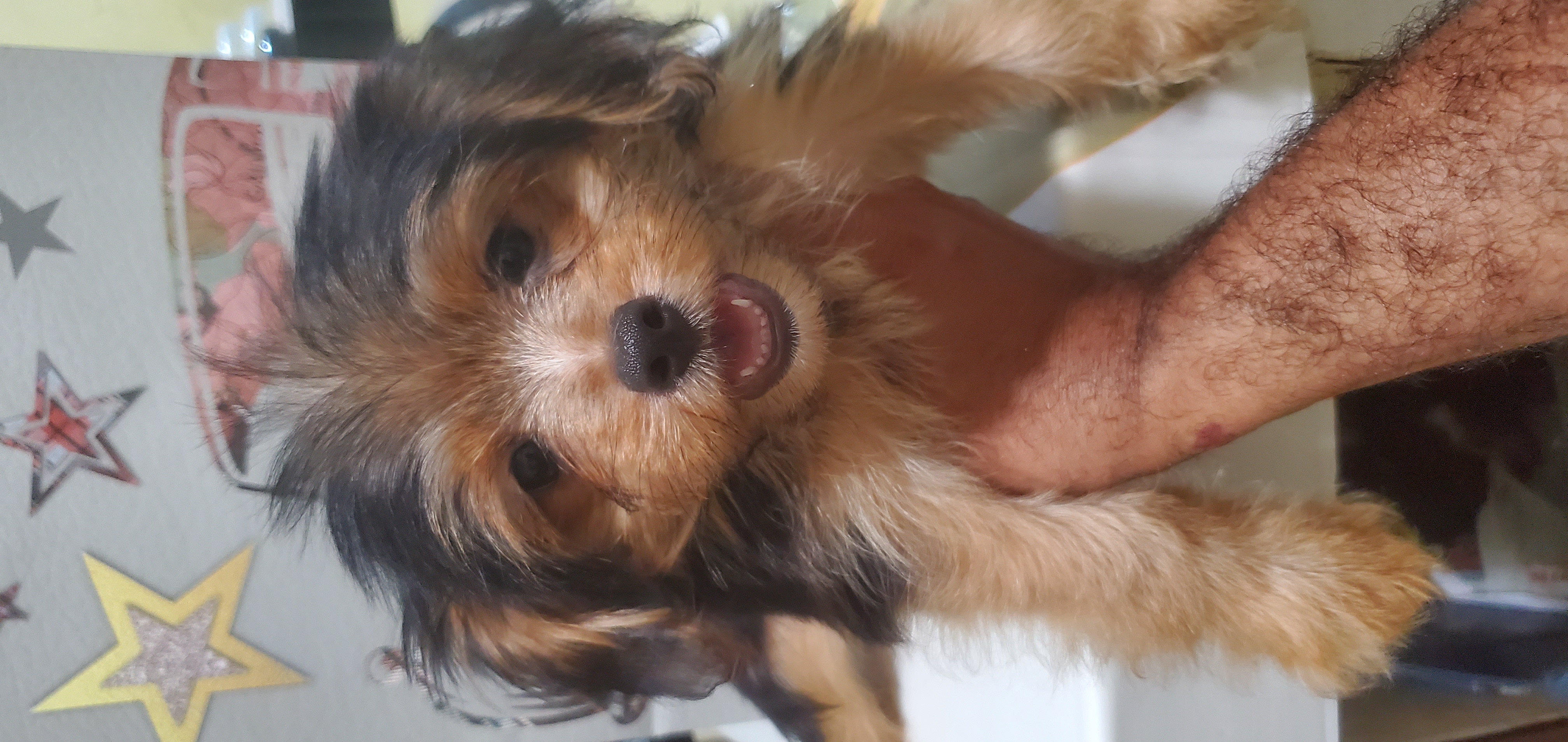 animales y mascotas - mix yorkie con mariposa  hembra  0