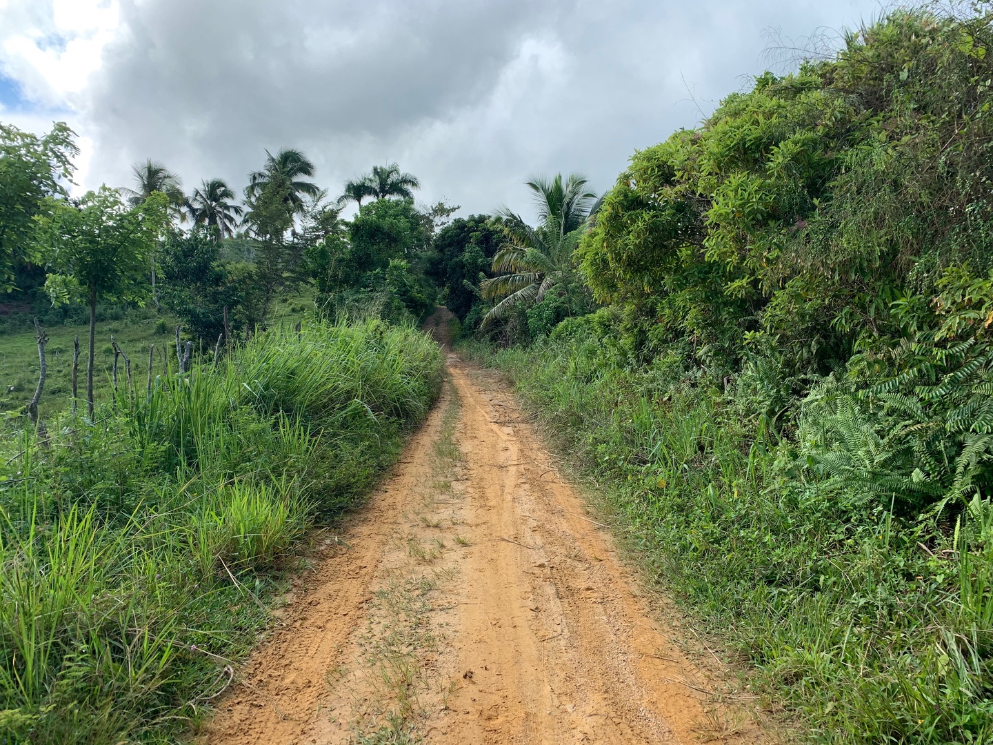 solares y terrenos - Finca de Coco de 121 tareas entre Samaná/El Limón y Las Terrenas  5