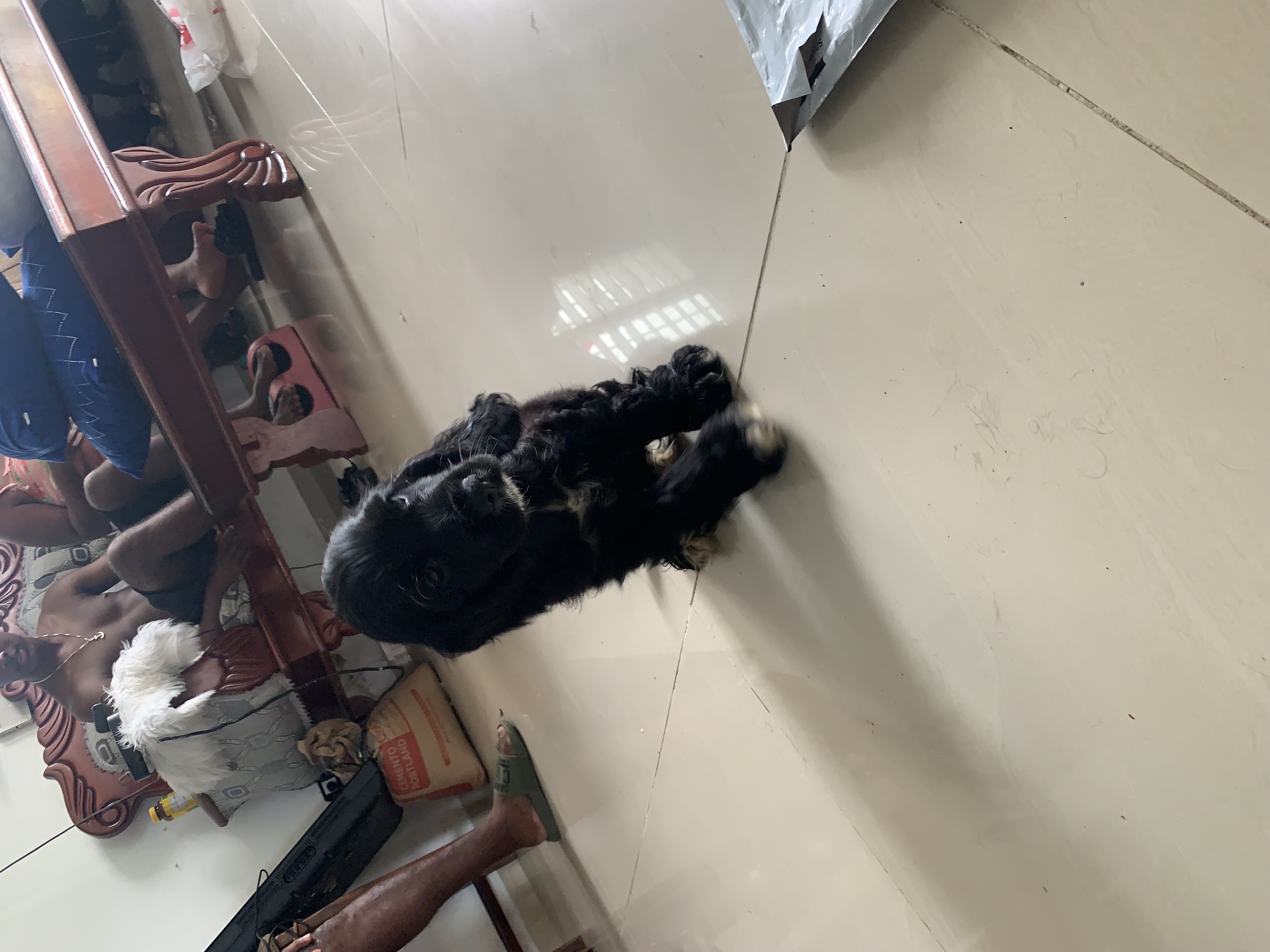 animales y mascotas - cocker spaniel negros con Blanco Bien hermosos 🥰🥰😍