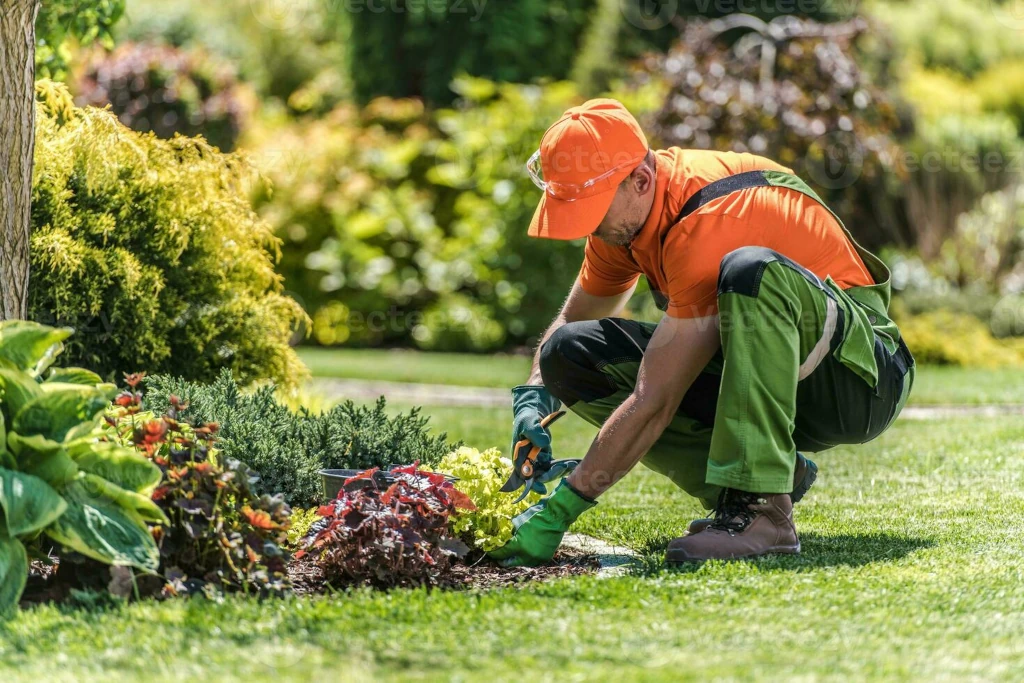 servicios profesionales - Servicios de pintura y jardinería  1