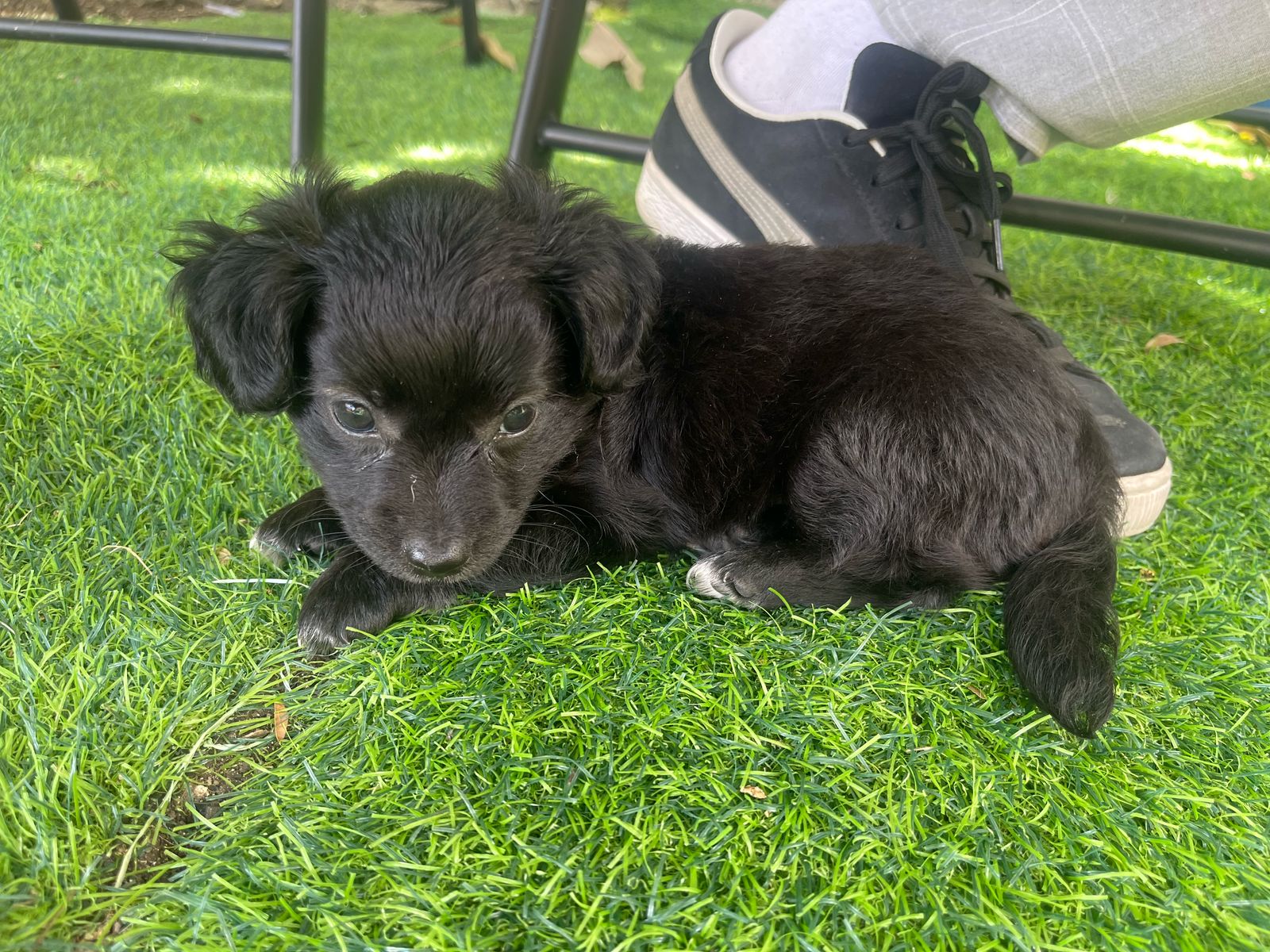 animales y mascotas - hermosos yorkipoo  nacidos 7 de marzo 2025 2