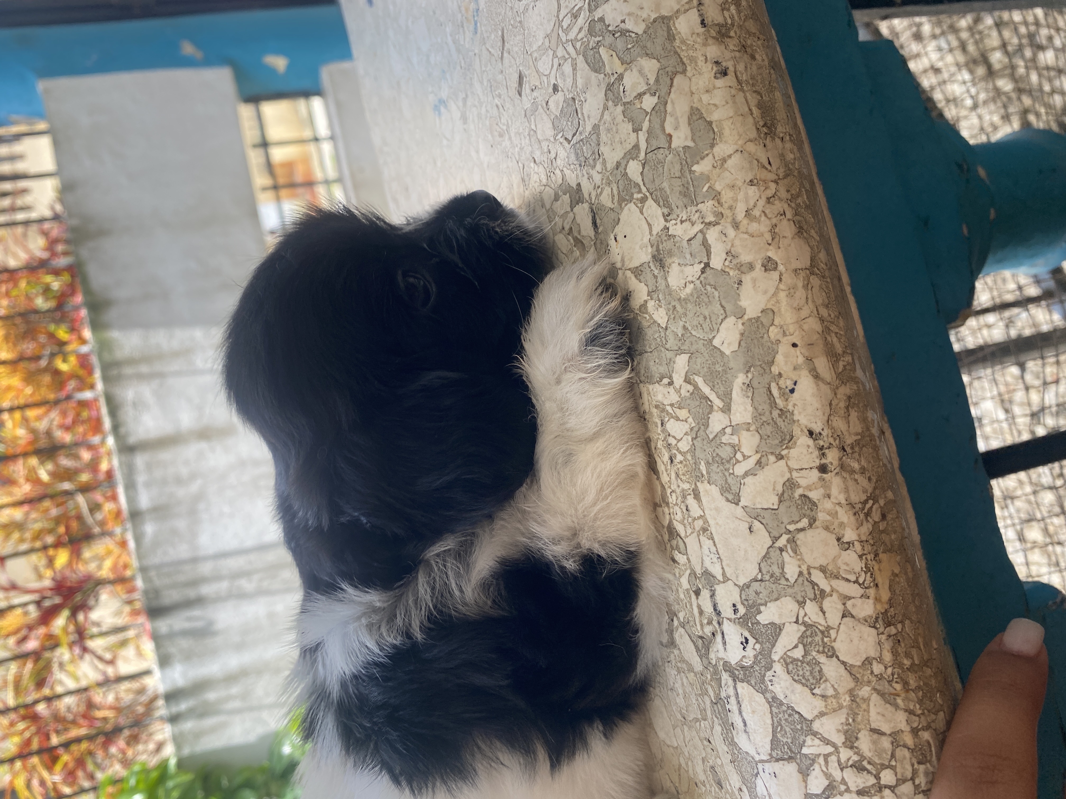 animales y mascotas - cachorros maltes con Poodel  2