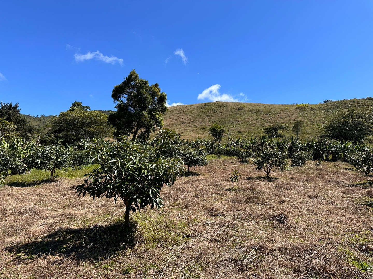 solares y terrenos - Vendo Oportunidad Finca De 132 Tareas Sembrada De Aguacate, Café, en Barahona 1