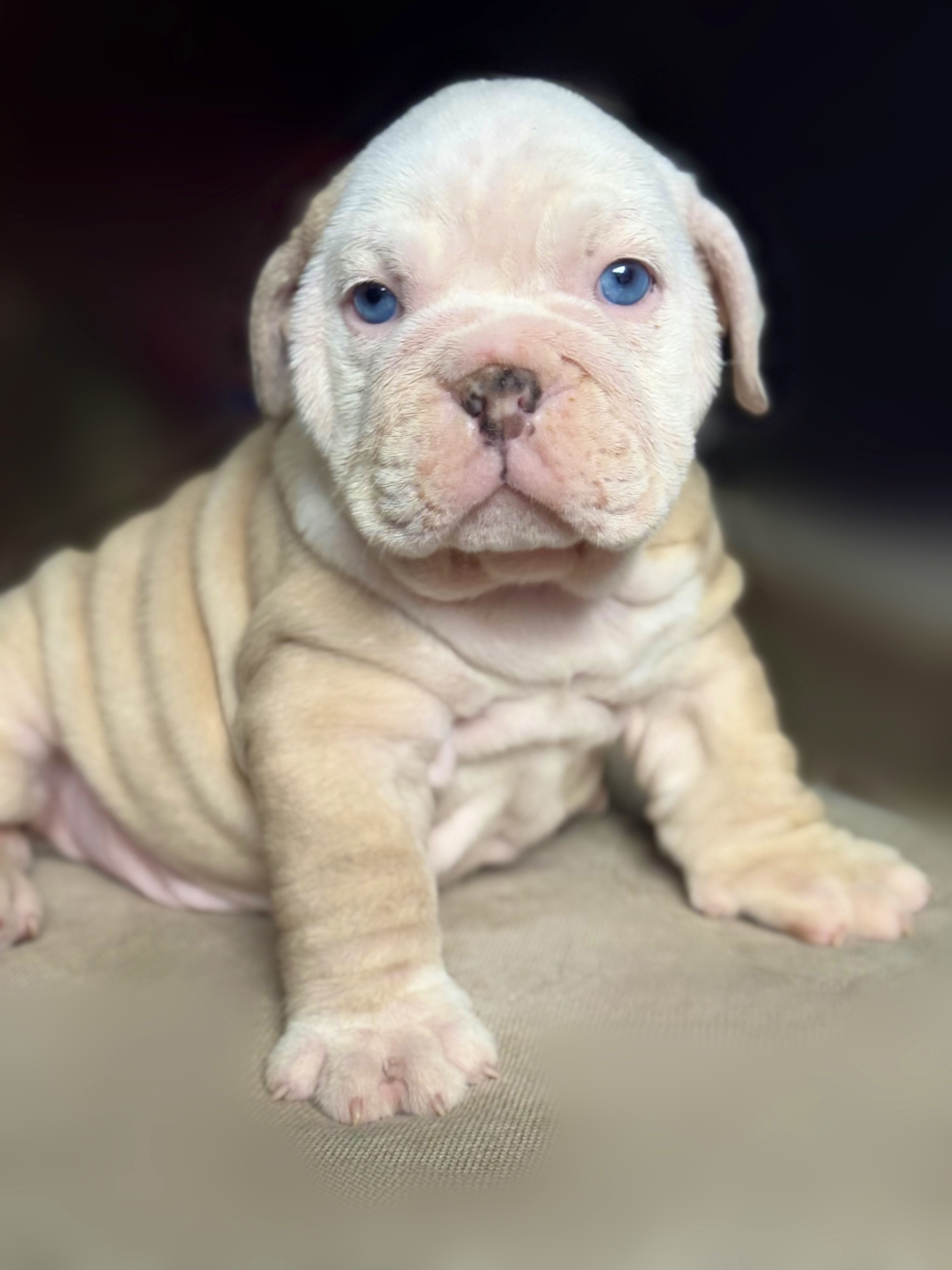 animales y mascotas - CACHORROS BULLDOG INGLES 3