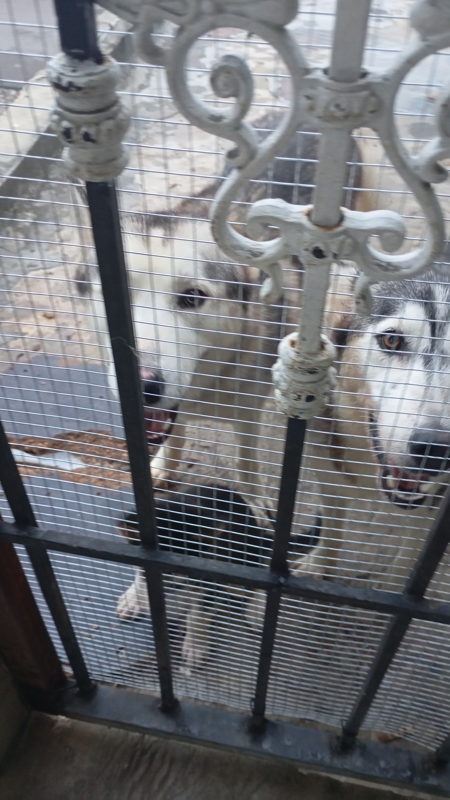 animales y mascotas - Cachorros Husky  12,000 6