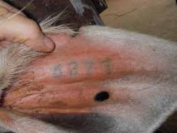 equipos profesionales - PINZA PARA NUMERAR CON TINTA CHINA ANIMALES COMO,  5