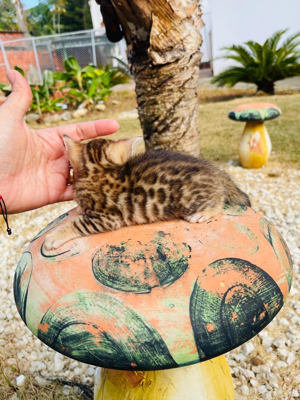 animales y mascotas - Gato Bengalí Hembra 1