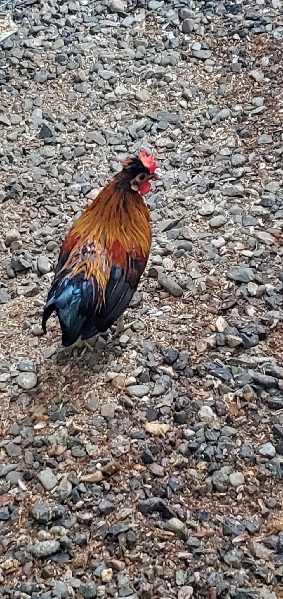 animales y mascotas - Gallinas Kiki disponible  1