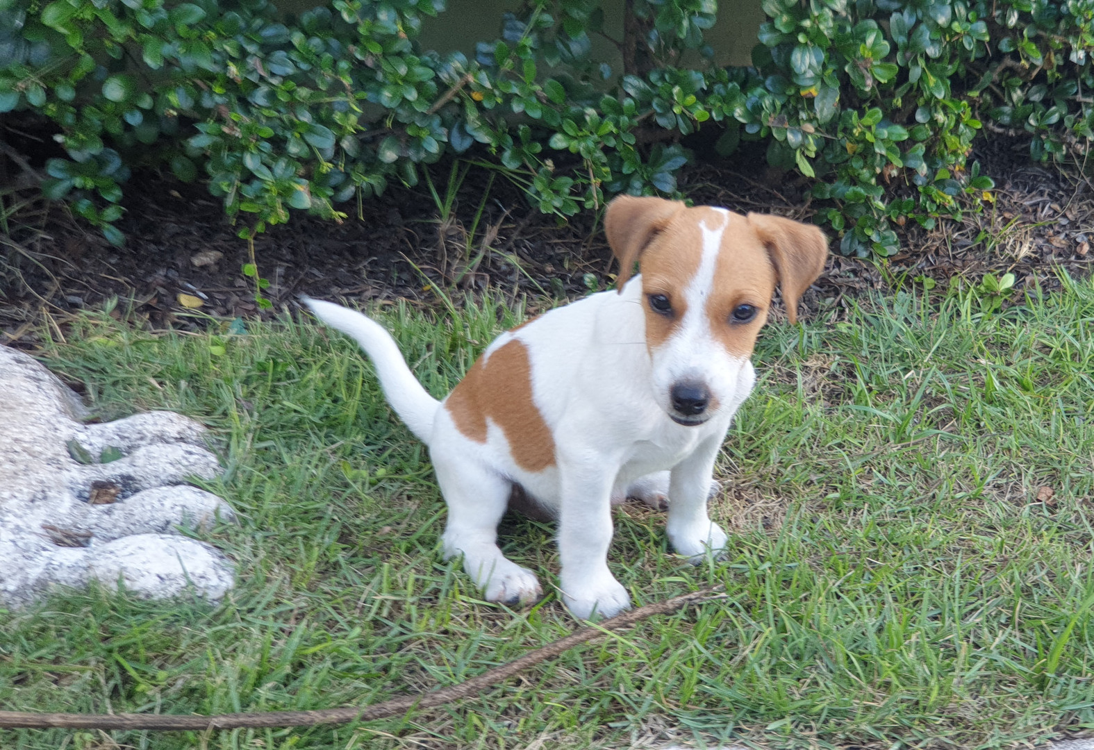 animales y mascotas - Perros Fox Terrier - Cachorros 1