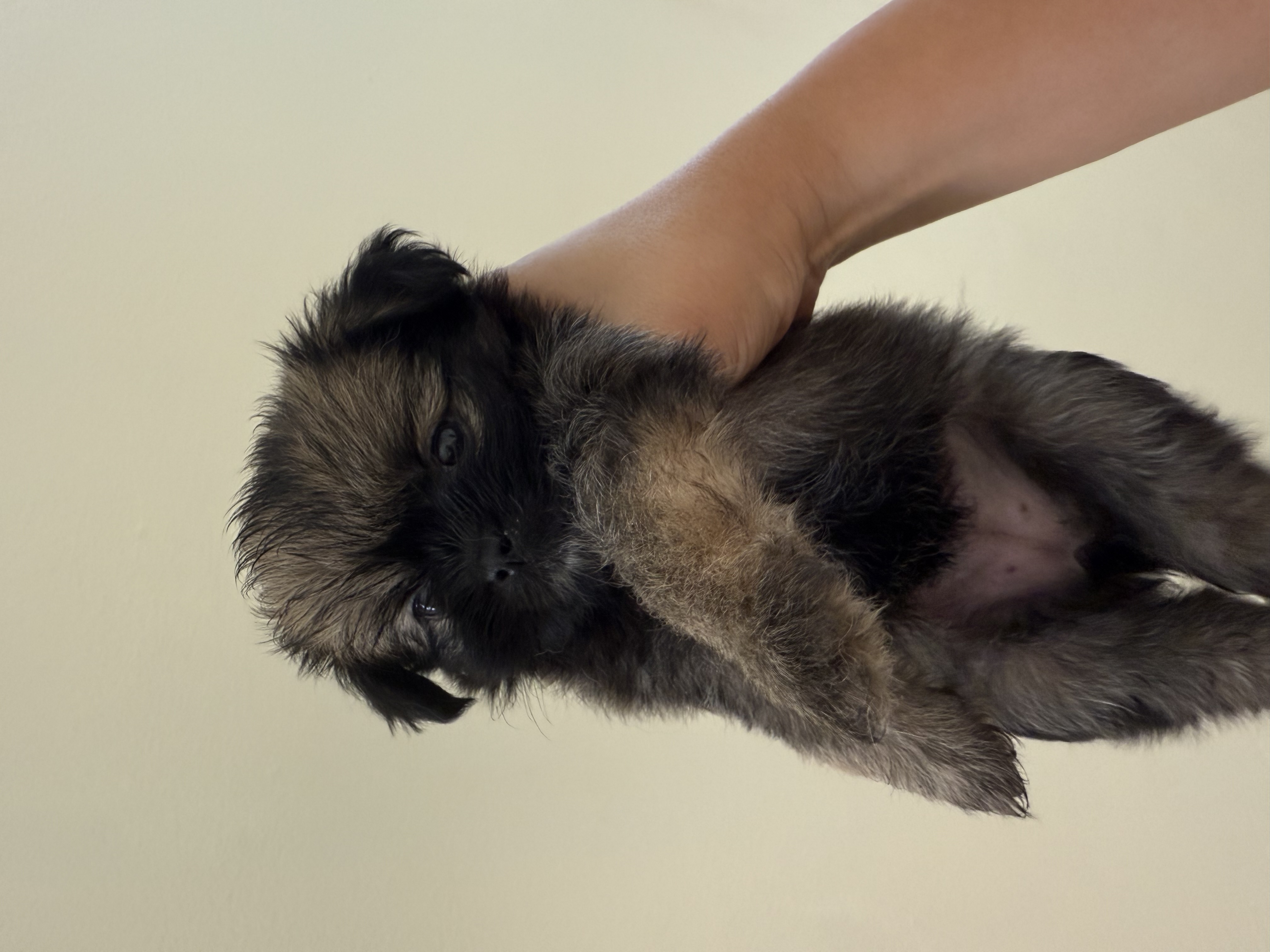 animales y mascotas - Vendo perrita negociable 1