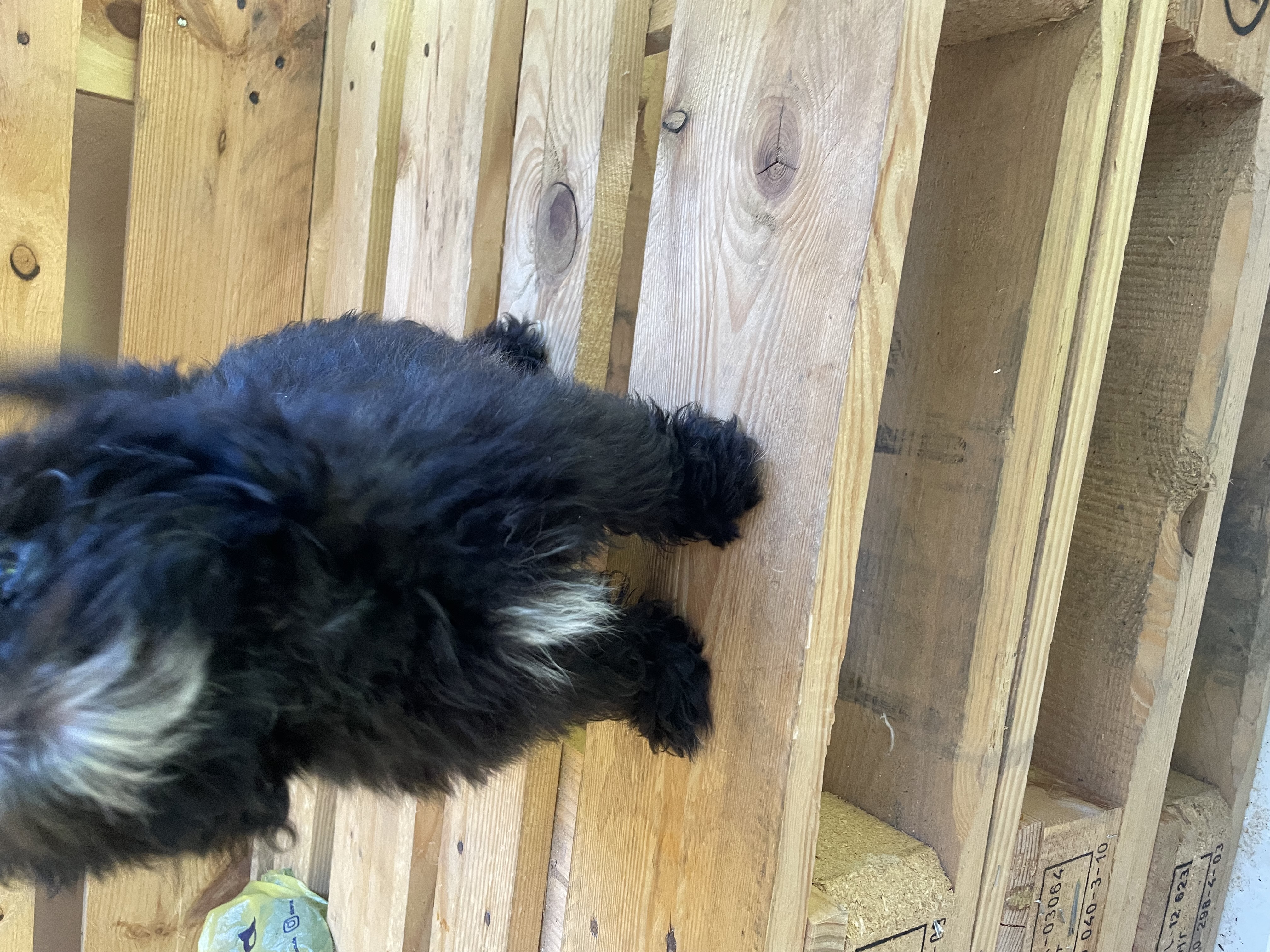 animales y mascotas - Shippo cachorro  3