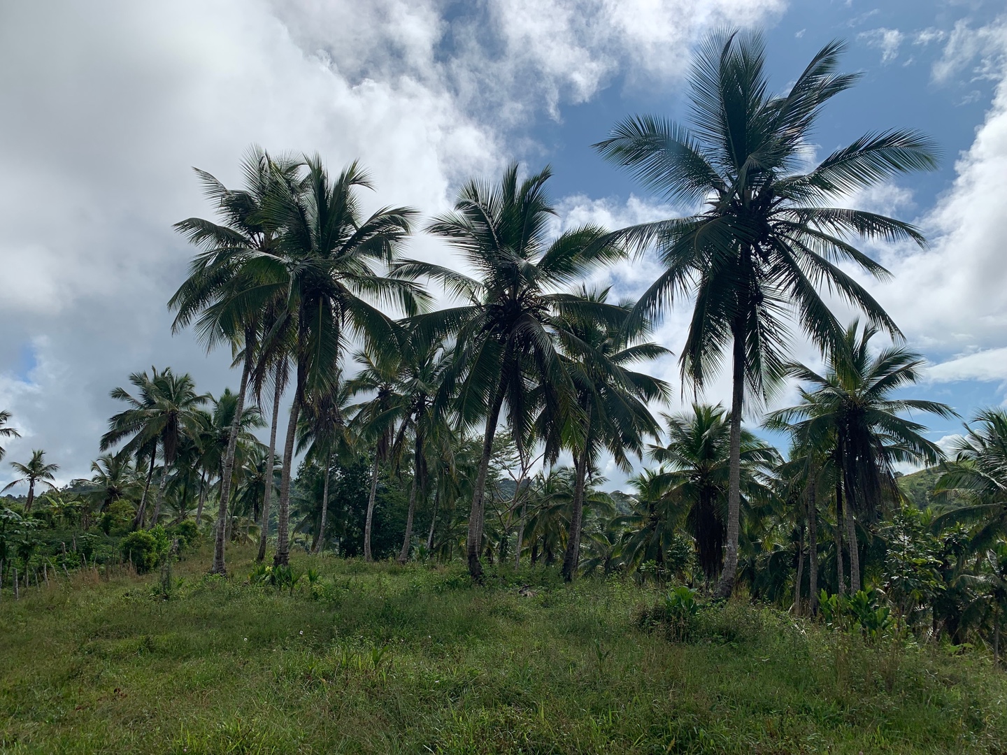 solares y terrenos - Finca de Coco de 121 tareas entre Samaná/El Limón y Las Terrenas  9