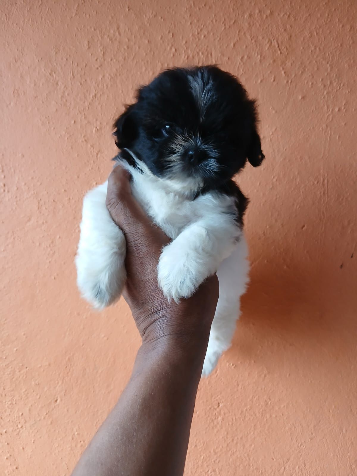 animales y mascotas - OFERTA CACHORRO SHIH TZU HEMBRA UBICADO EN SANTO D