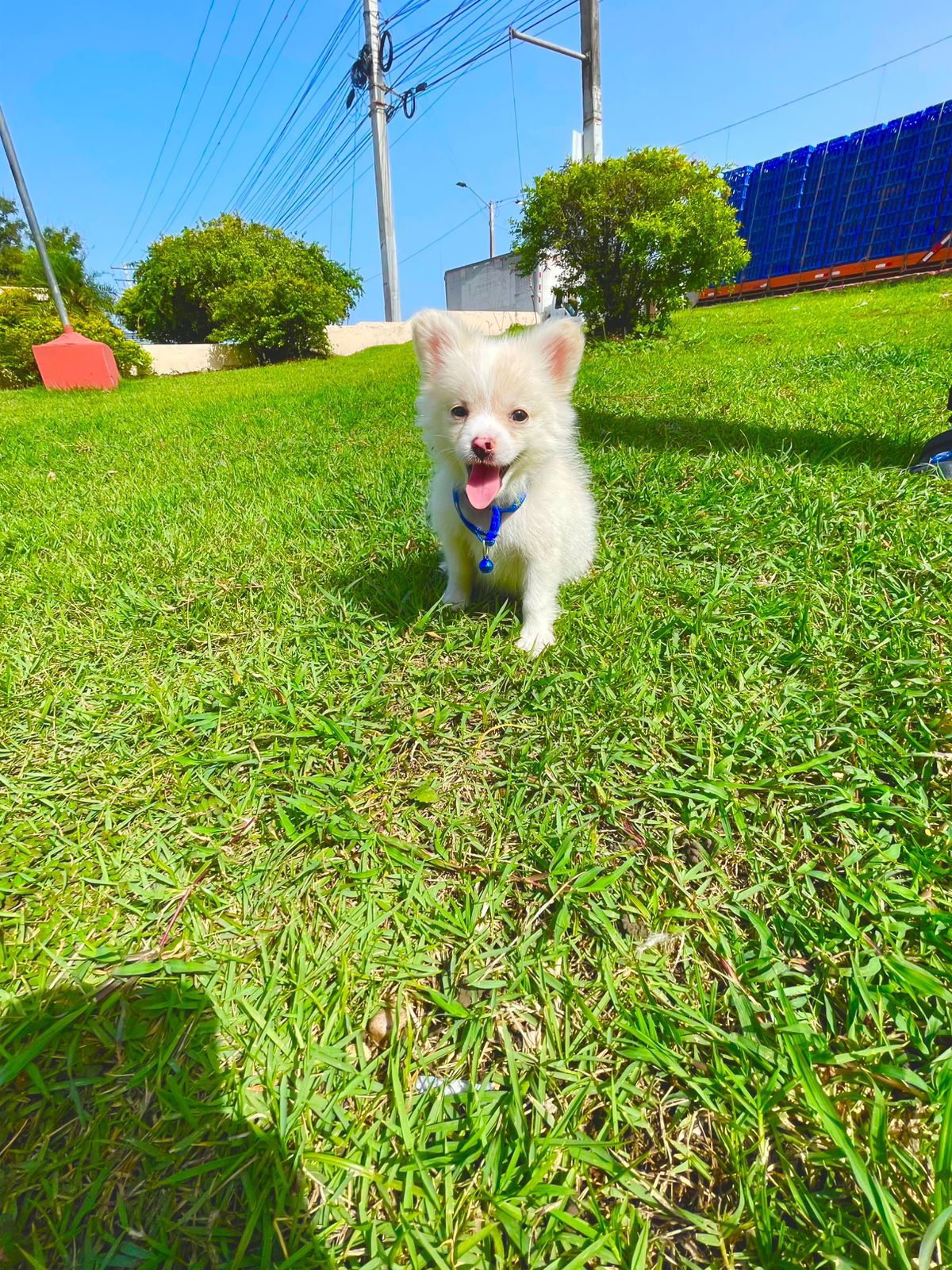 animales y mascotas - Spitz Aleman/ Pomerania macho 4