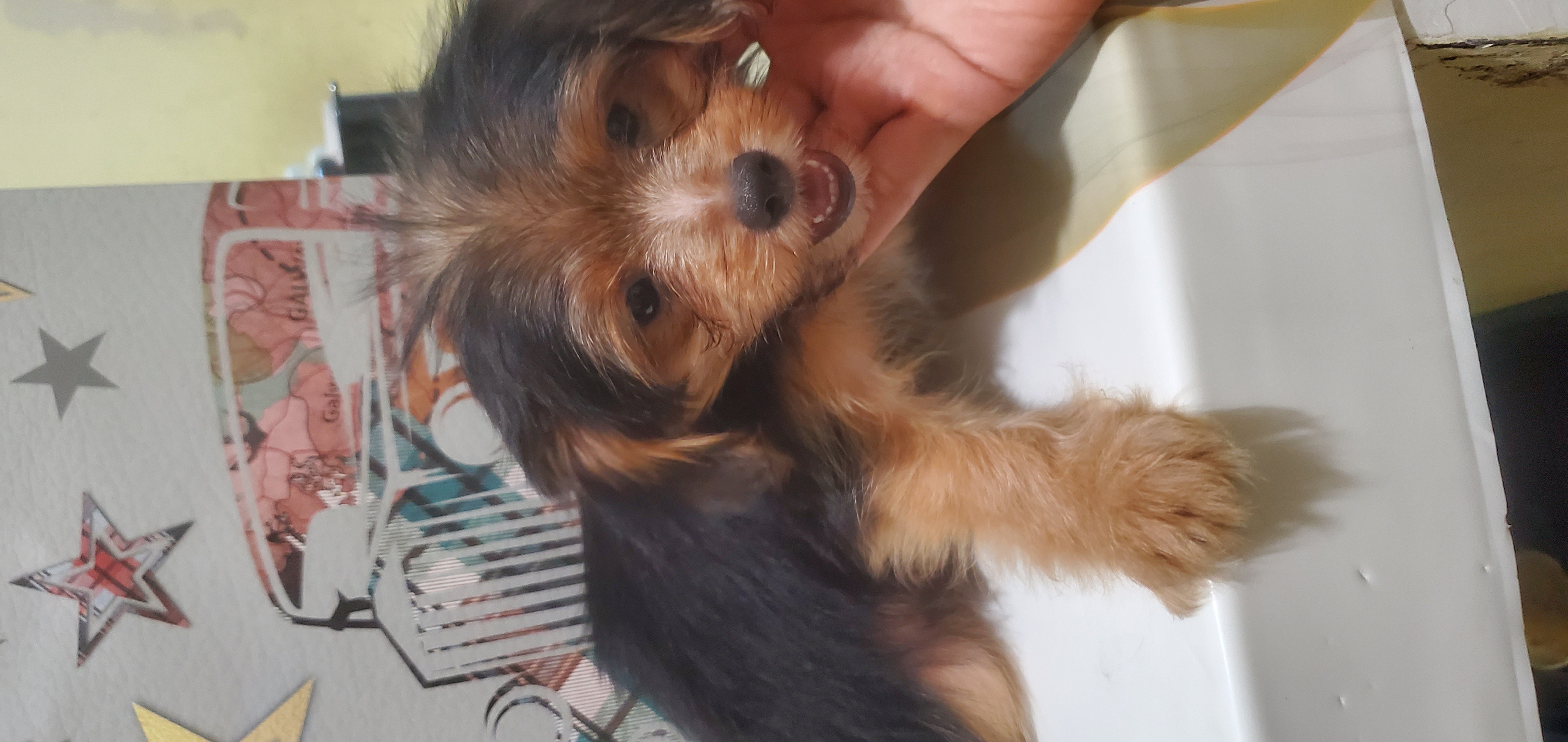 animales y mascotas - mix yorkie con mariposa  hembra  1