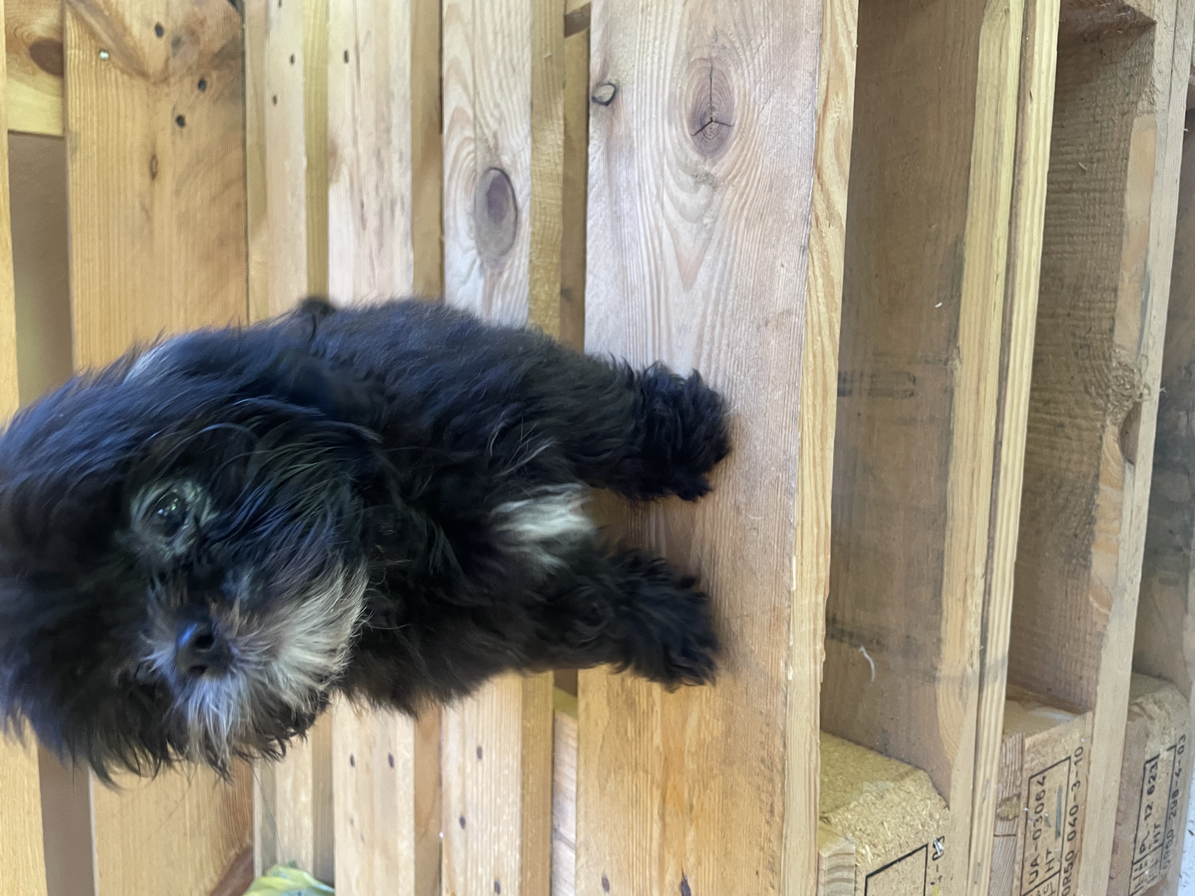 animales y mascotas - Shippo cachorro  0