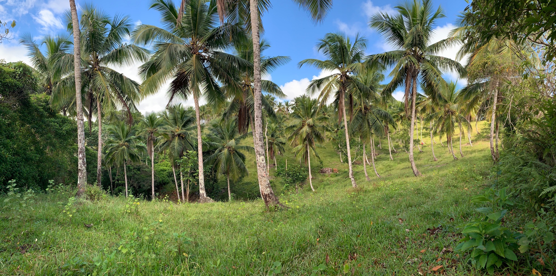 solares y terrenos - Finca de Coco de 121 tareas entre Samaná/El Limón y Las Terrenas  6