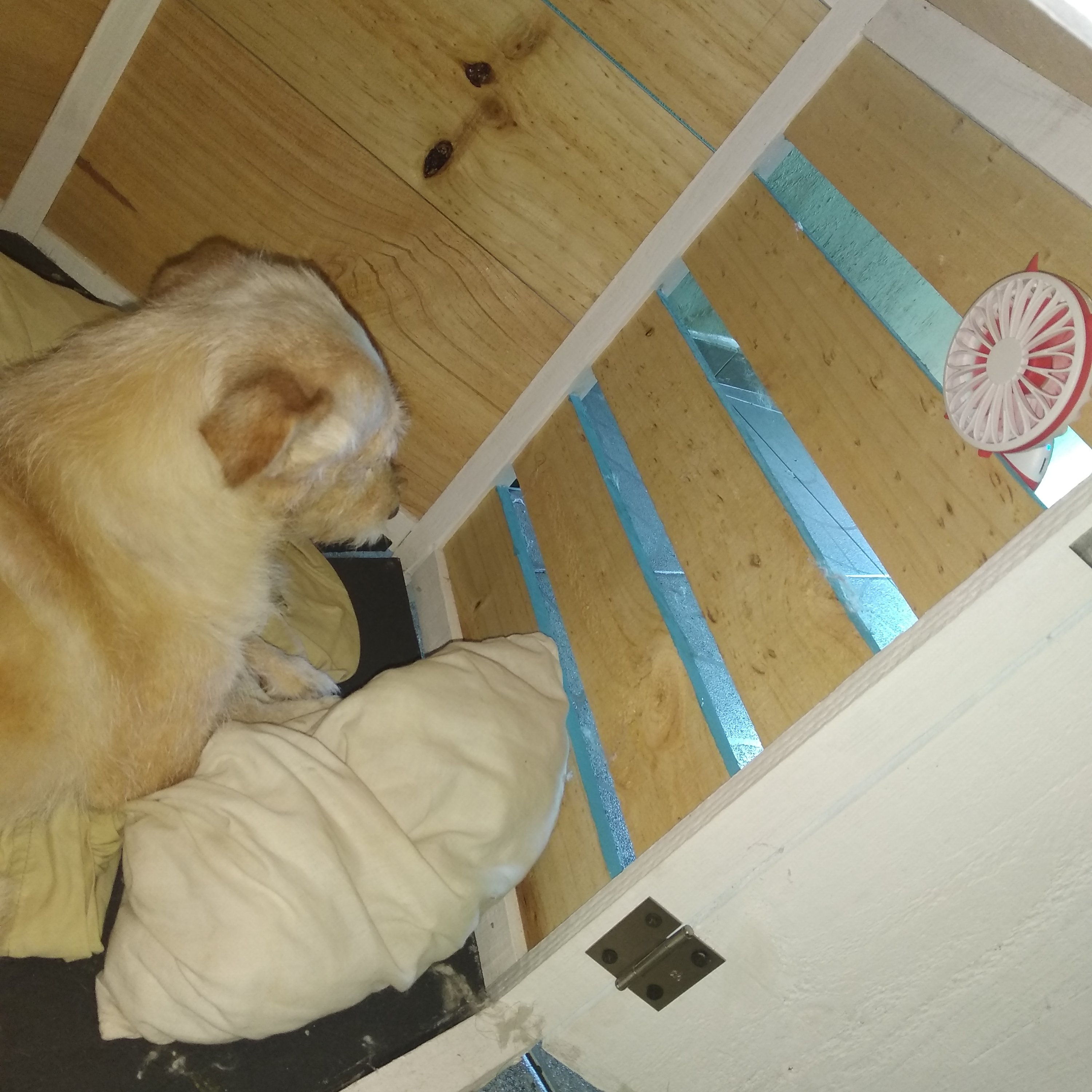 animales y mascotas - Se vende casita de perro en madera