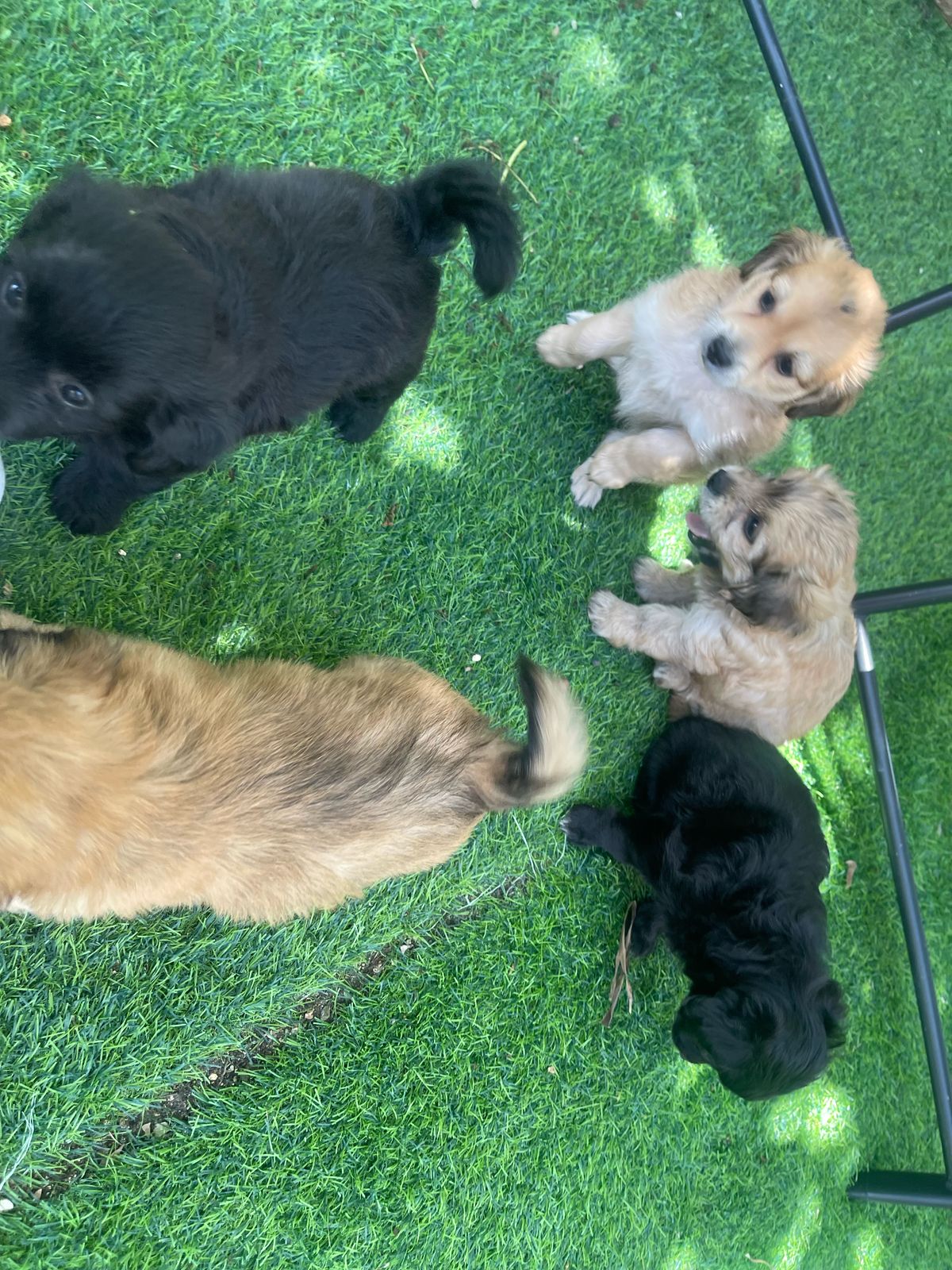 animales y mascotas - hermosos yorkipoo  nacidos 7 de marzo 2025 3