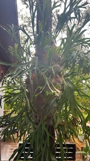 herramientas, jardines y exterior - Grandes y Hermosísimos Cuernos de Venado listos para ser colgados en tu jardín 
