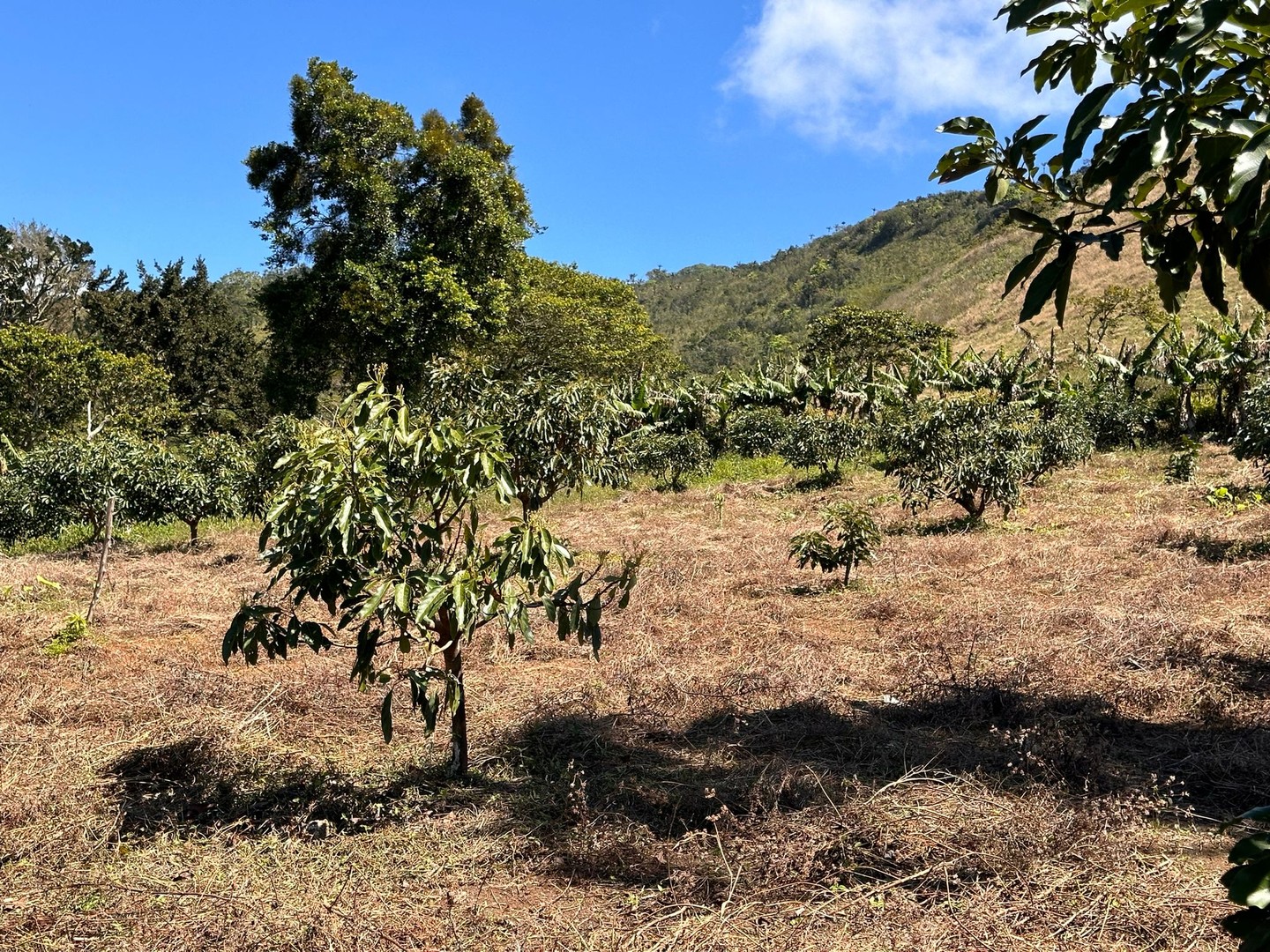 solares y terrenos - Vendo Oportunidad Finca De 132 Tareas Sembrada De Aguacate, Café, en Barahona 2