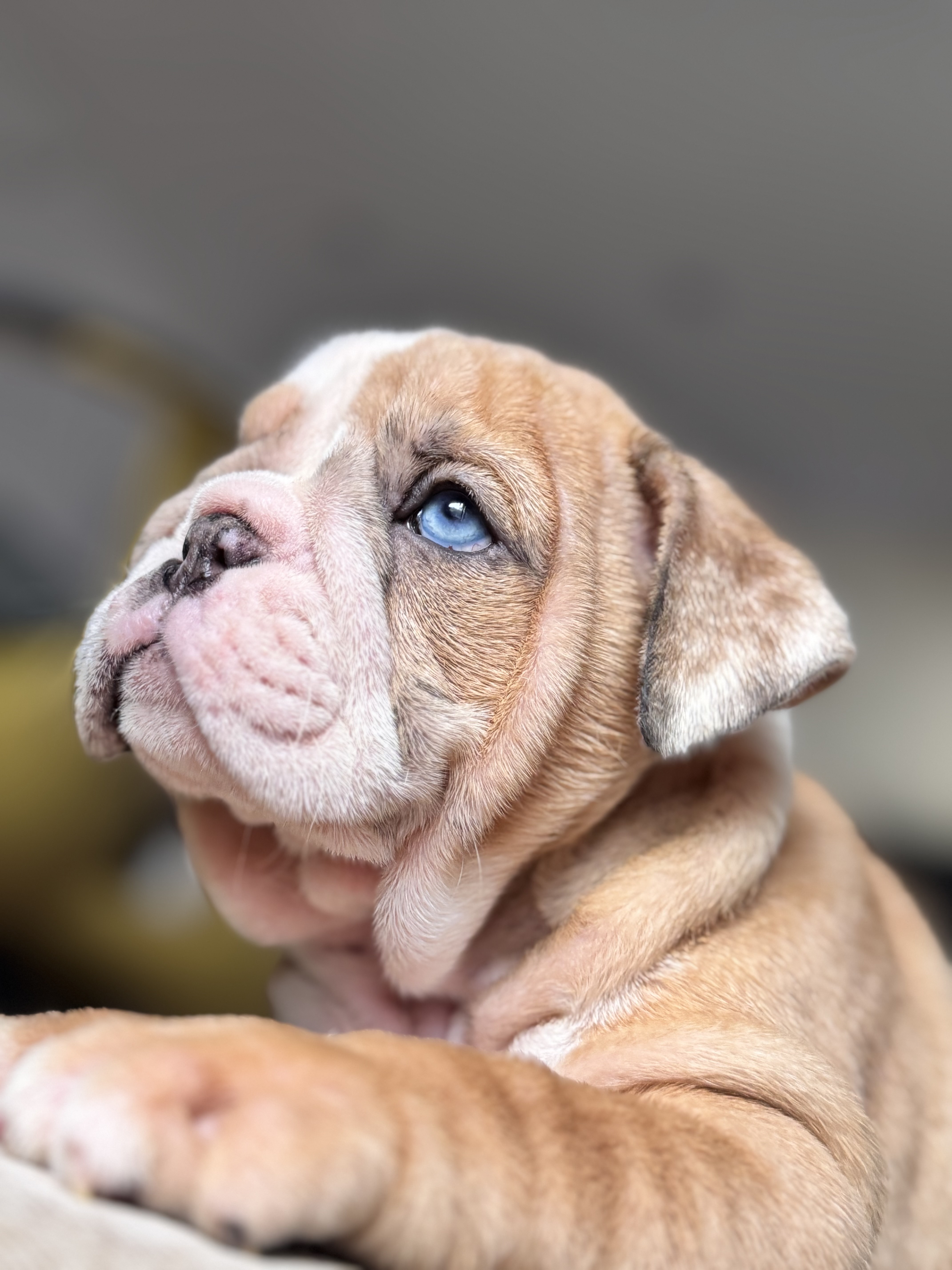 animales y mascotas - CACHORROS BULLDOG INGLES 4
