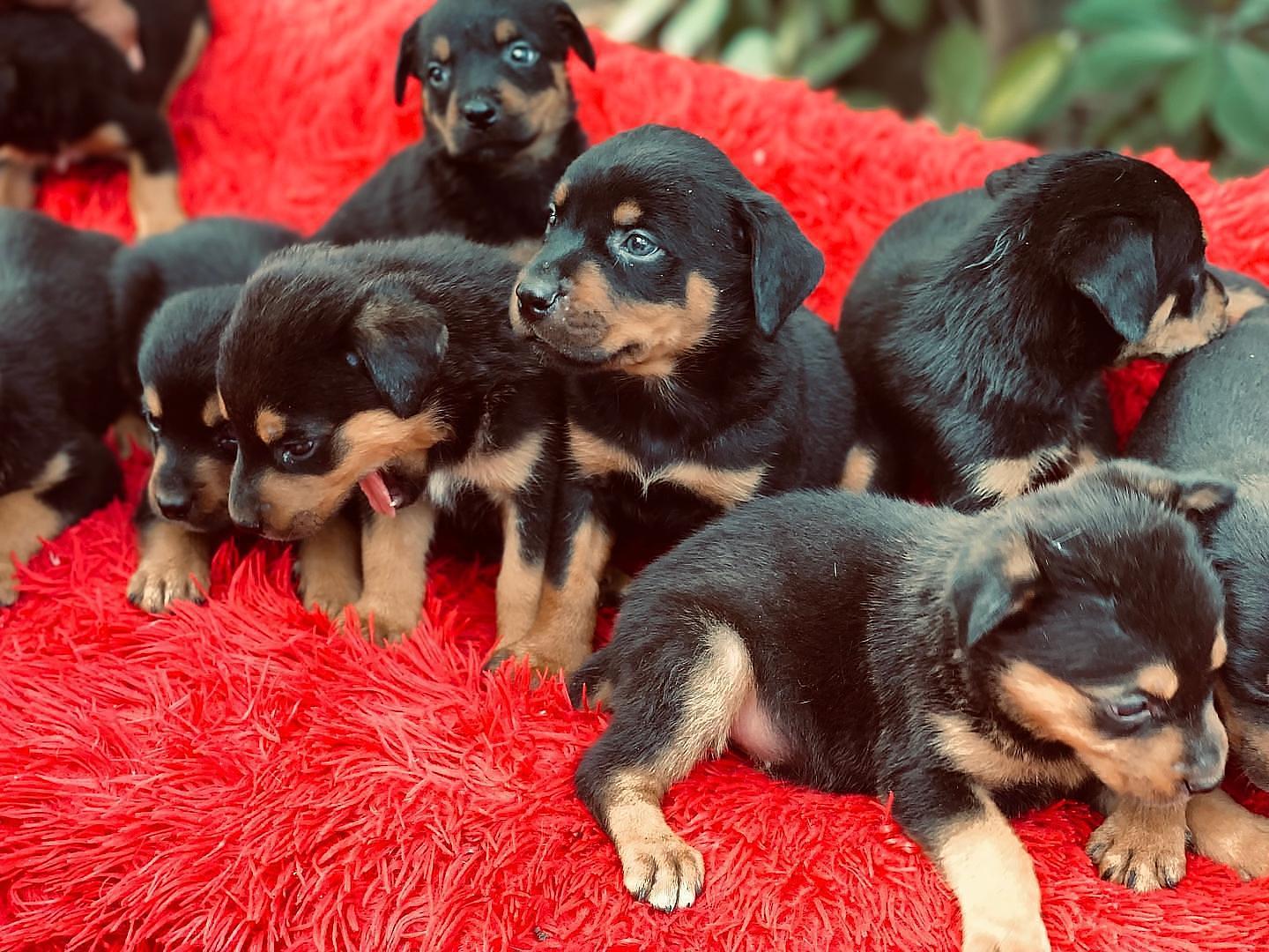 animales y mascotas - Perros rottweiler puros cachorros hembra y varones 100% puros   0