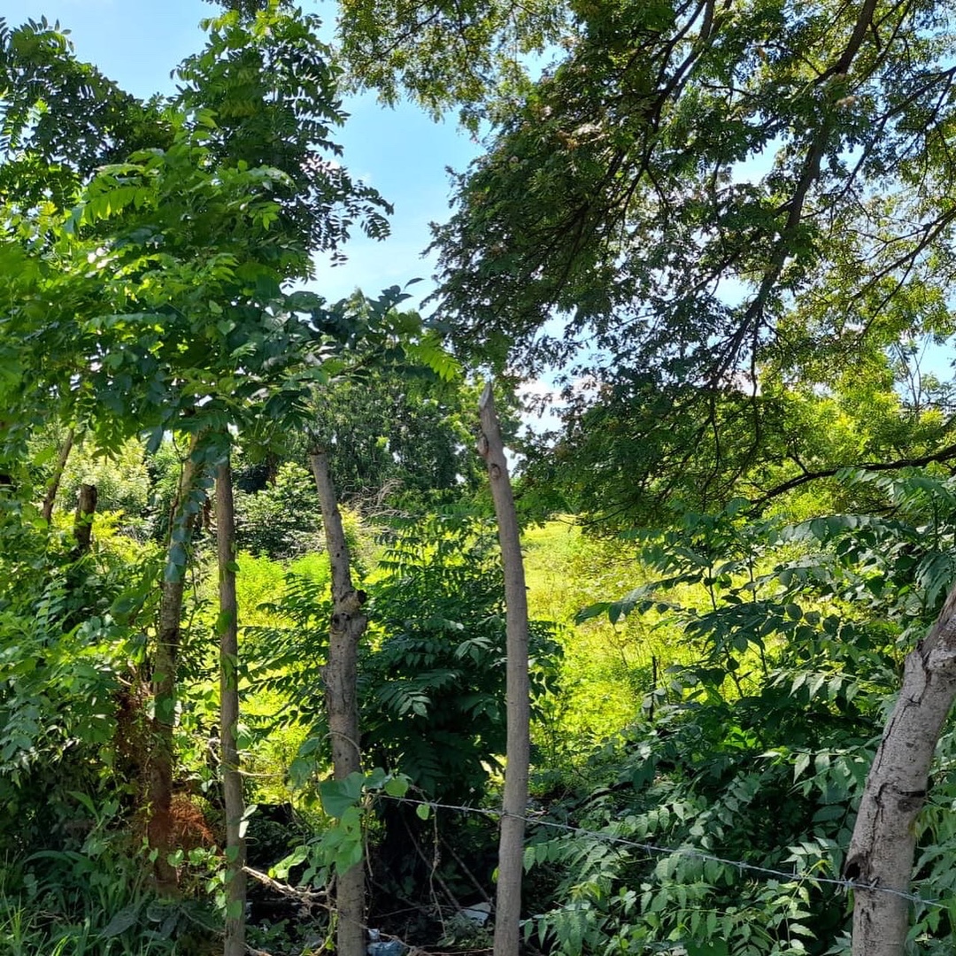 solares y terrenos - Vendo solar punta cana  1