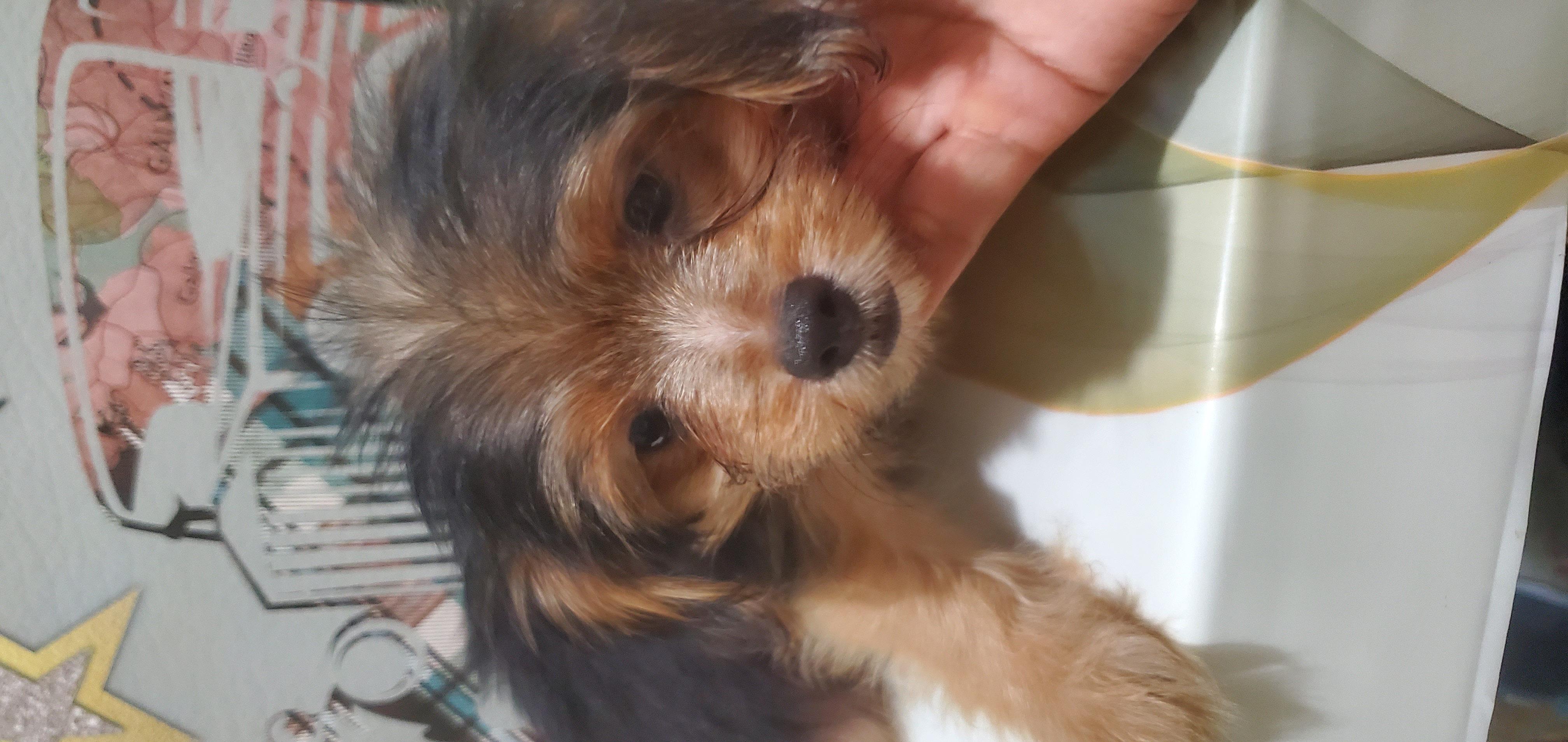 animales y mascotas - mix yorkie con mariposa  hembra  2