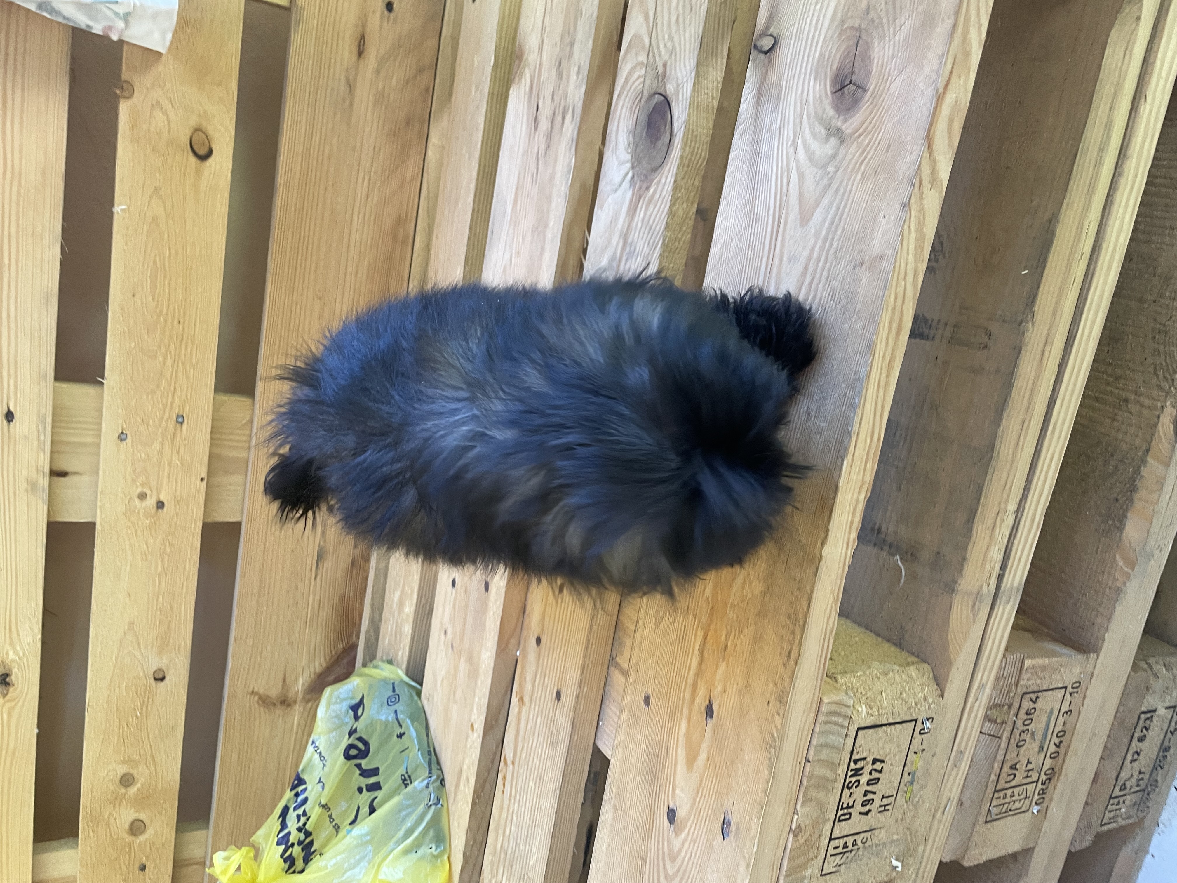 animales y mascotas - Shippo cachorro  1
